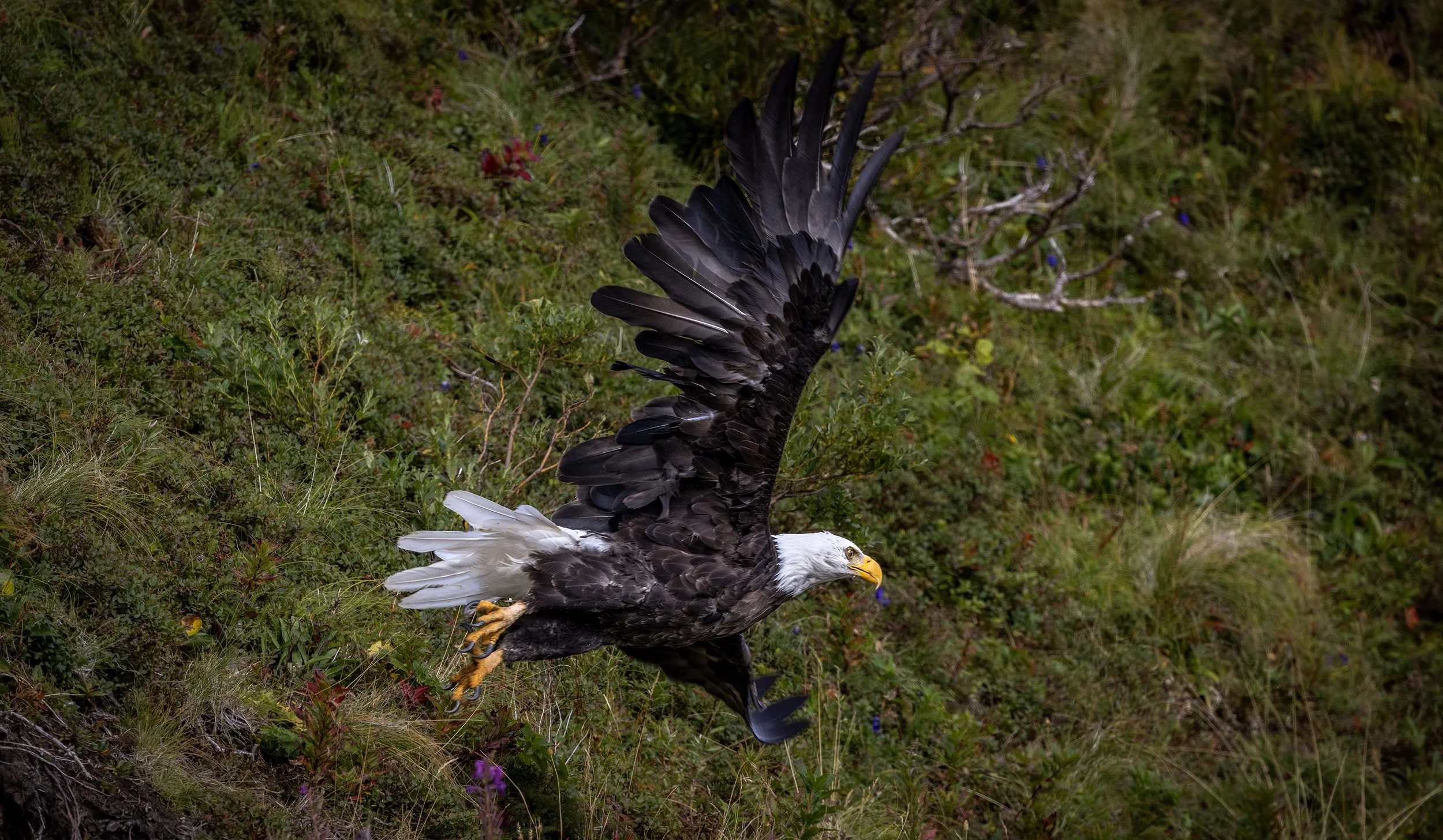 Bald Eagle.jpg