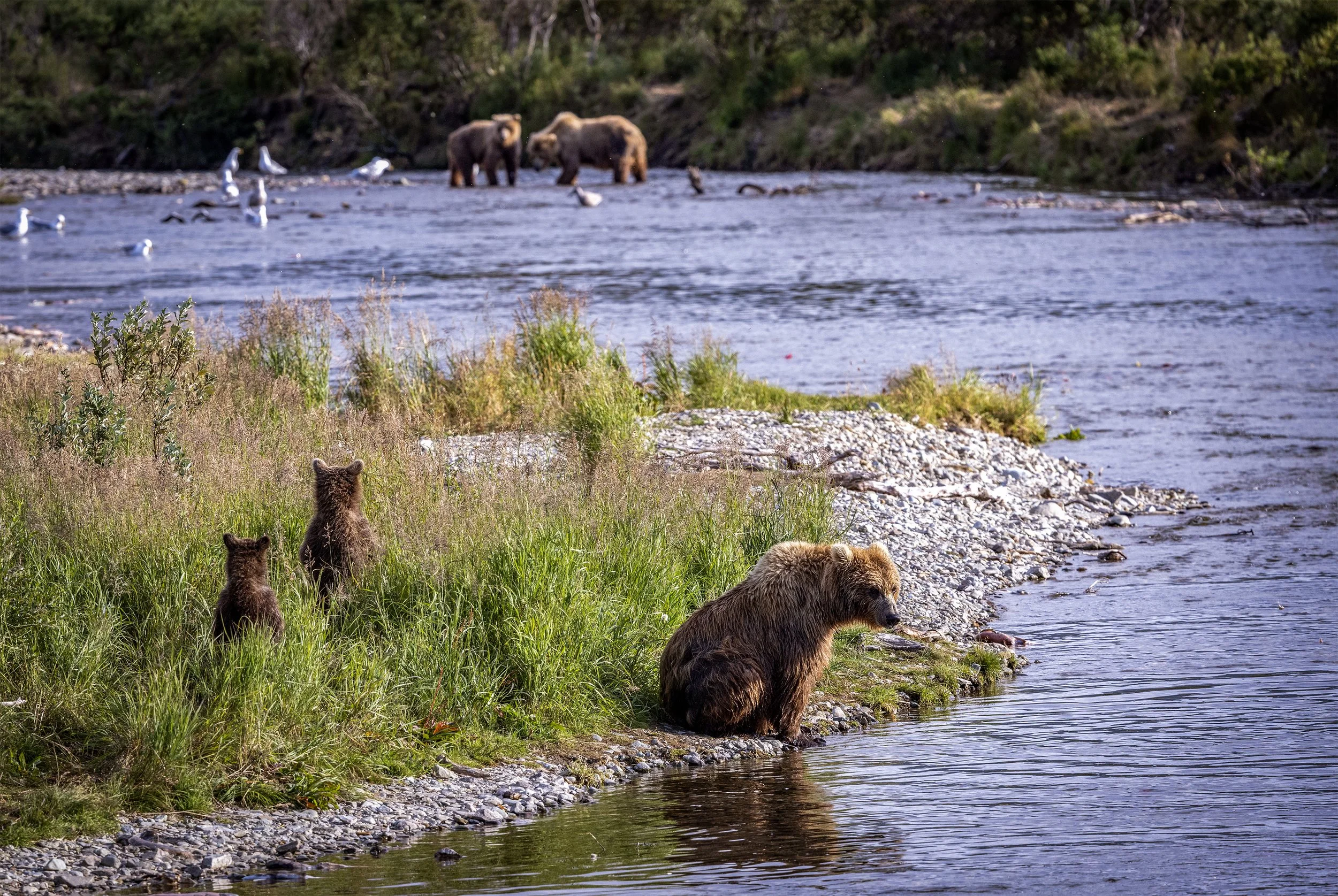 alaska brown bears 6.jpg