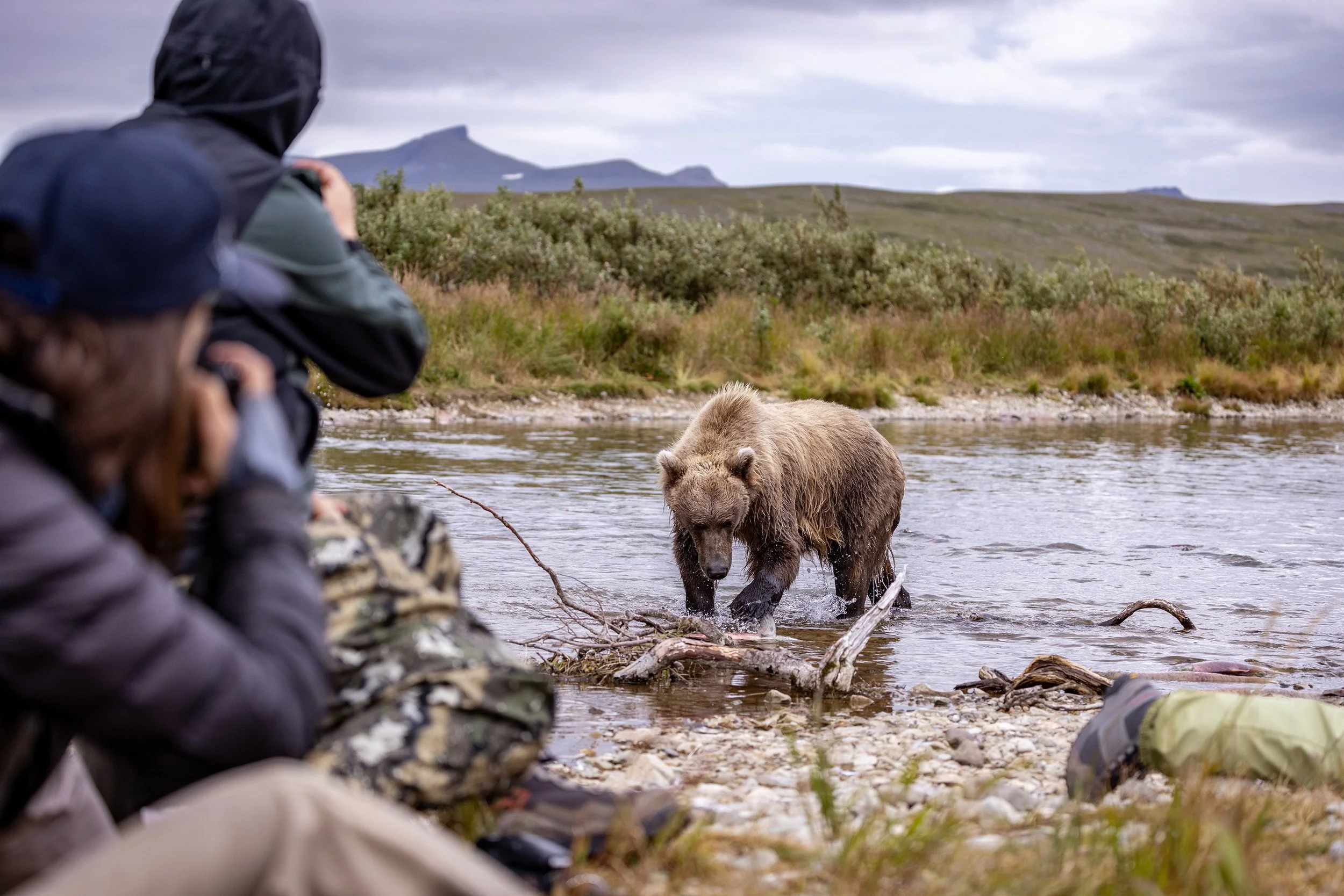 Alaska brown bear photography 2.jpg