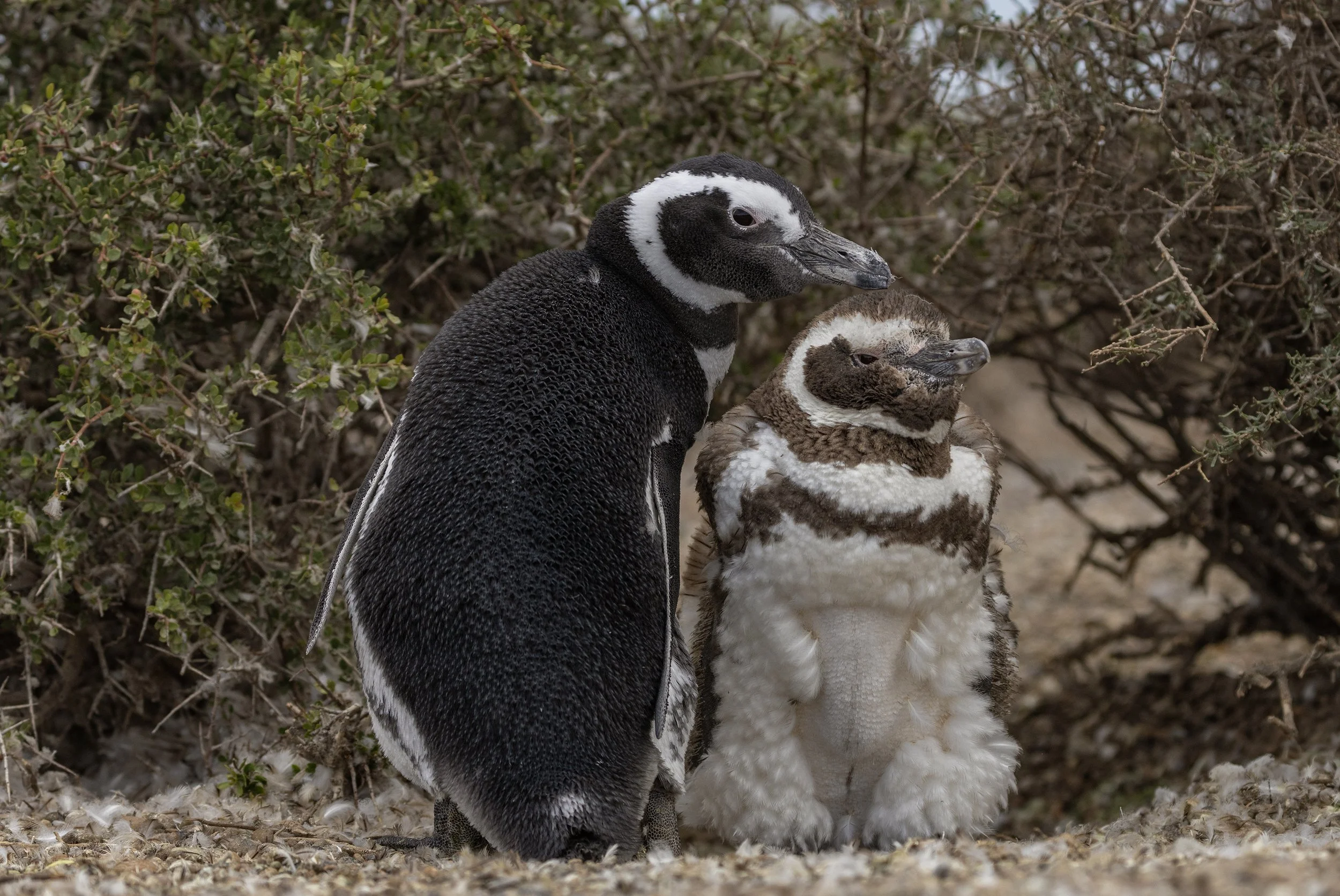 magellanic peguins.JPG