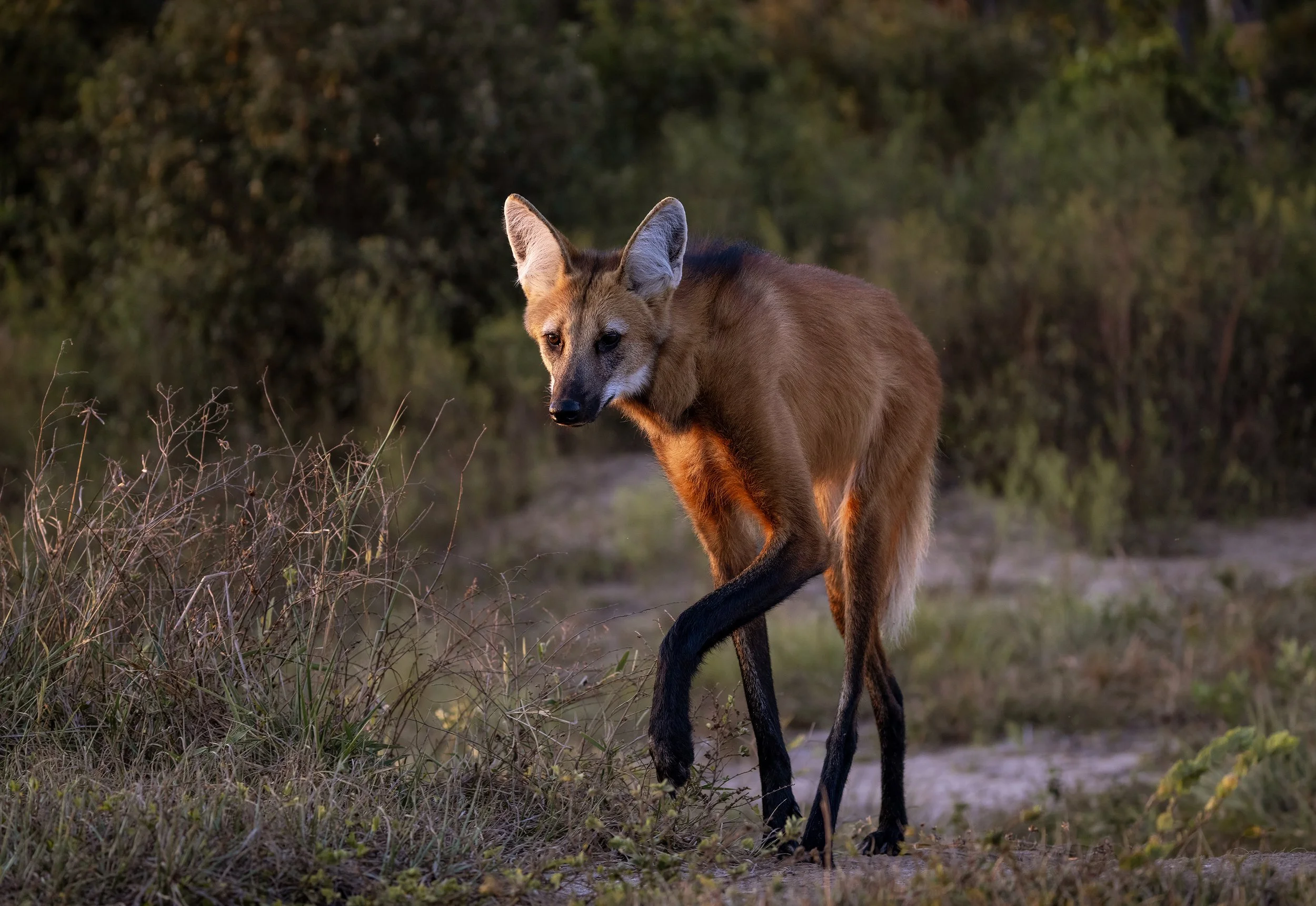 maned wolf 2.jpg