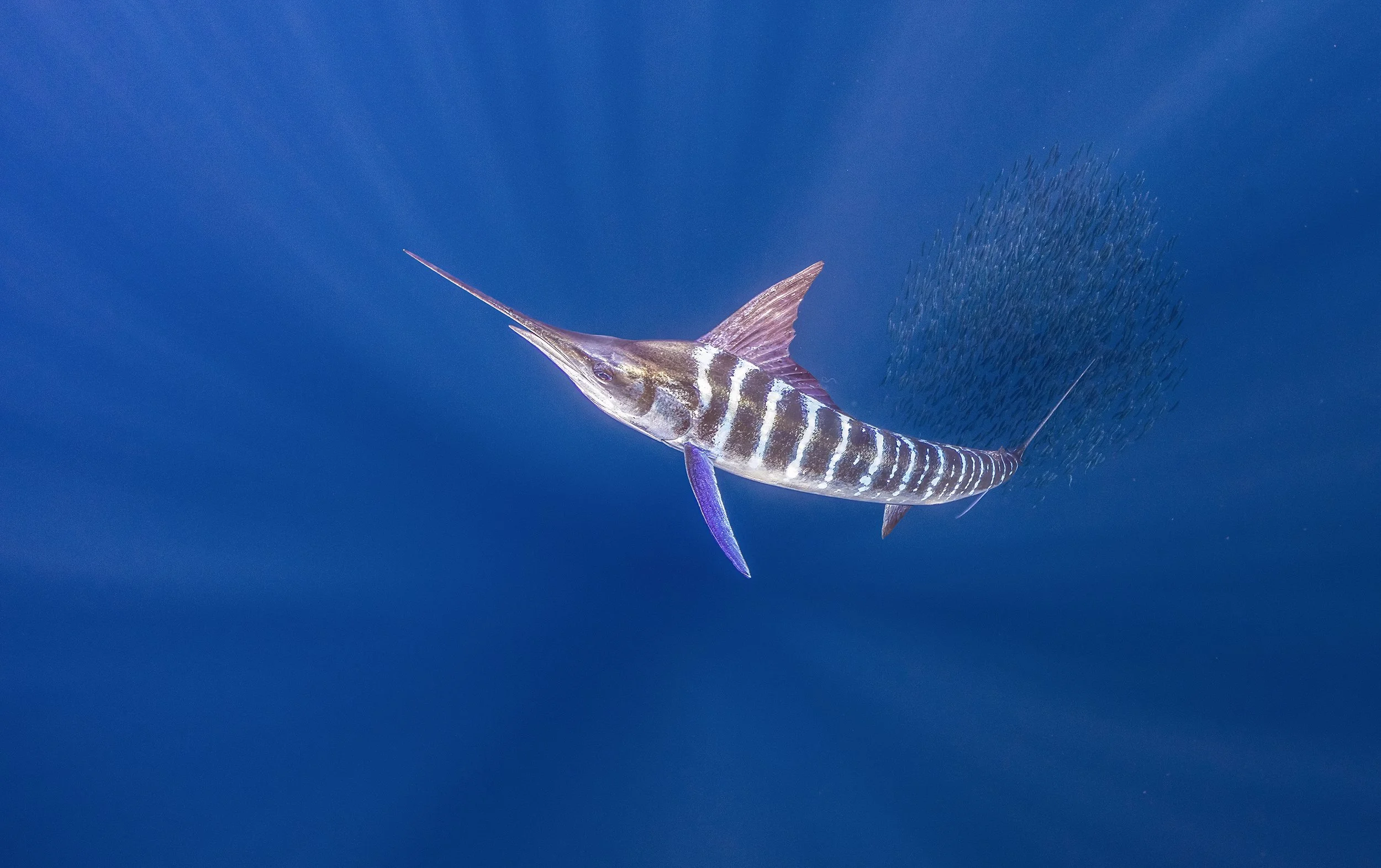 marlin baitball 3.jpg