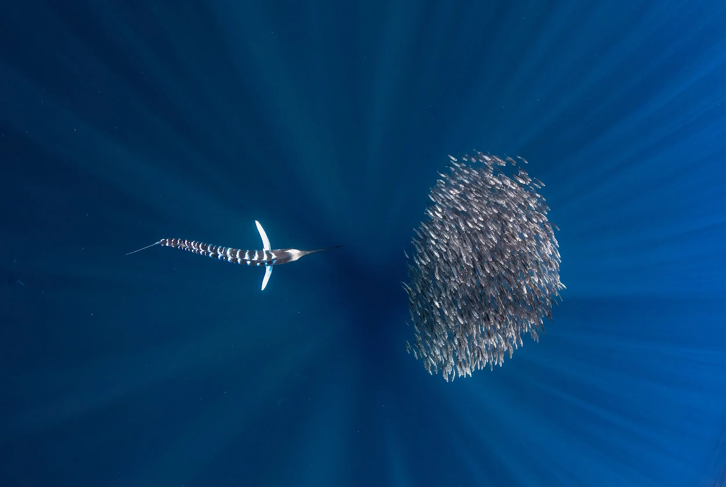 marlin baitball diving.jpg