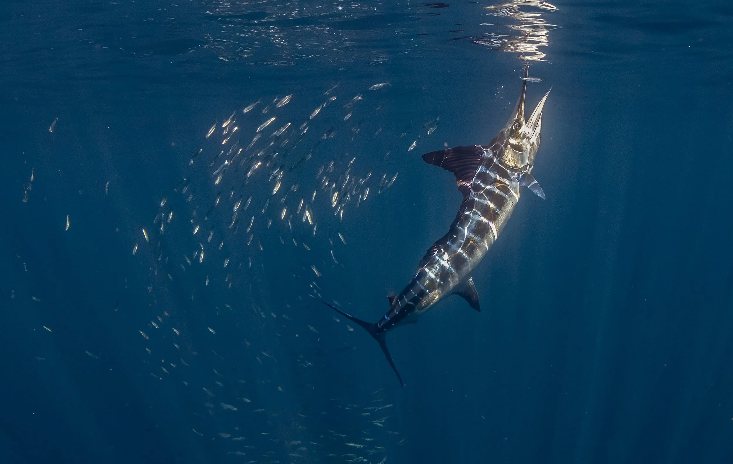 marlin baitball diving.jpg