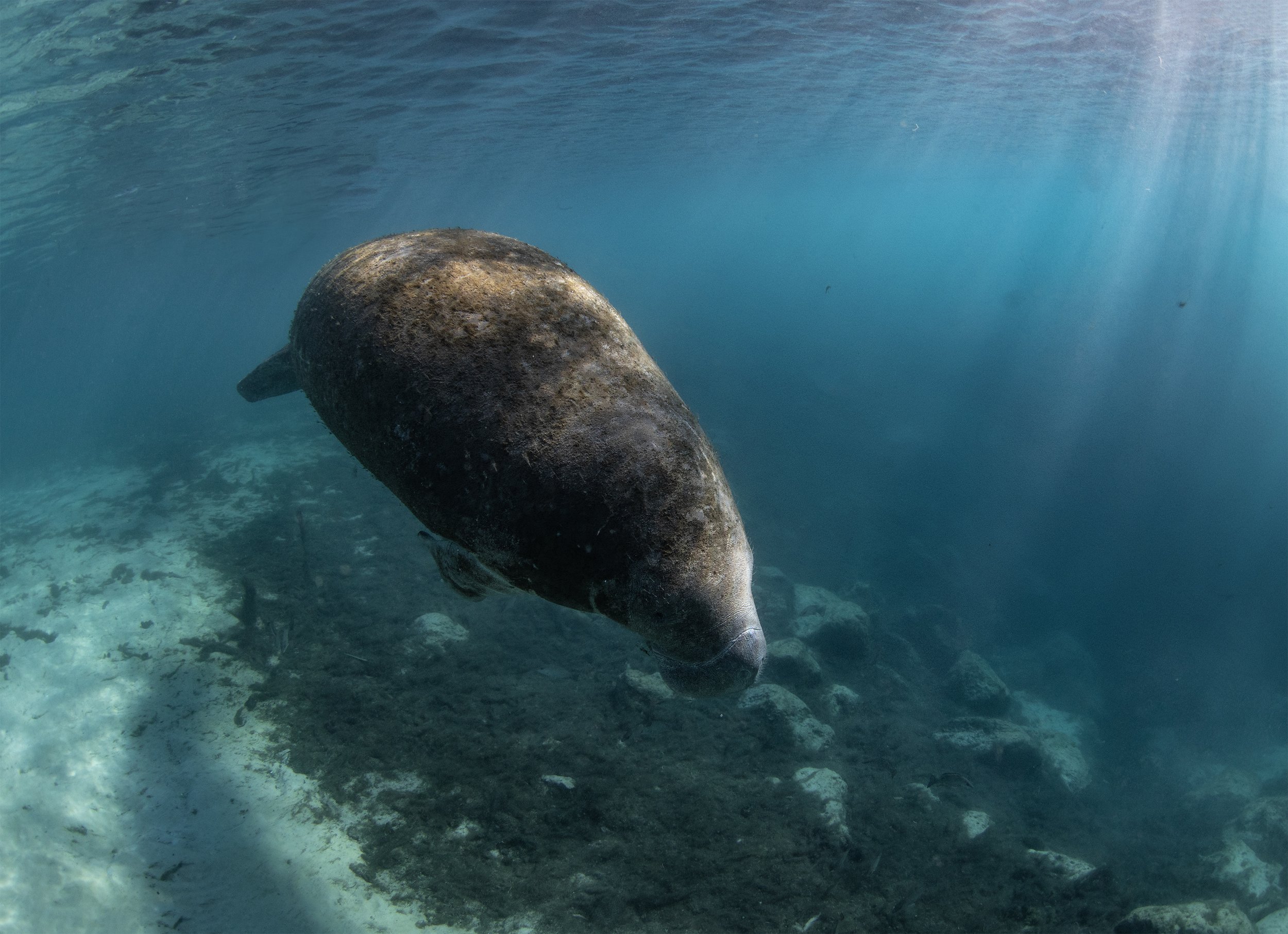 manatee diving 7.jpg