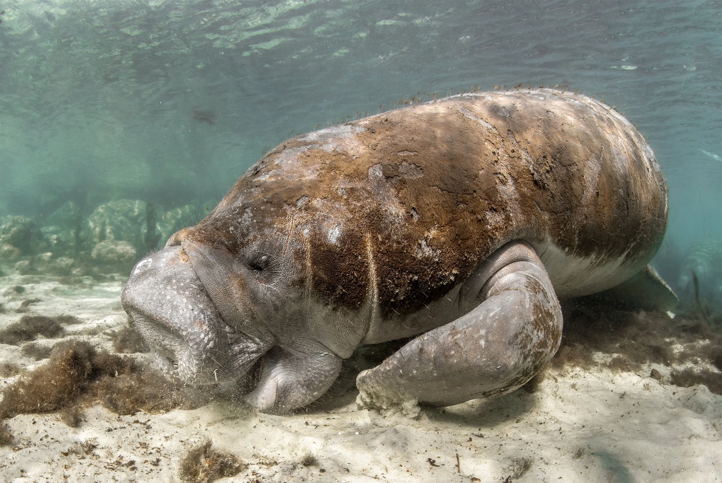 manatee 5.jpg