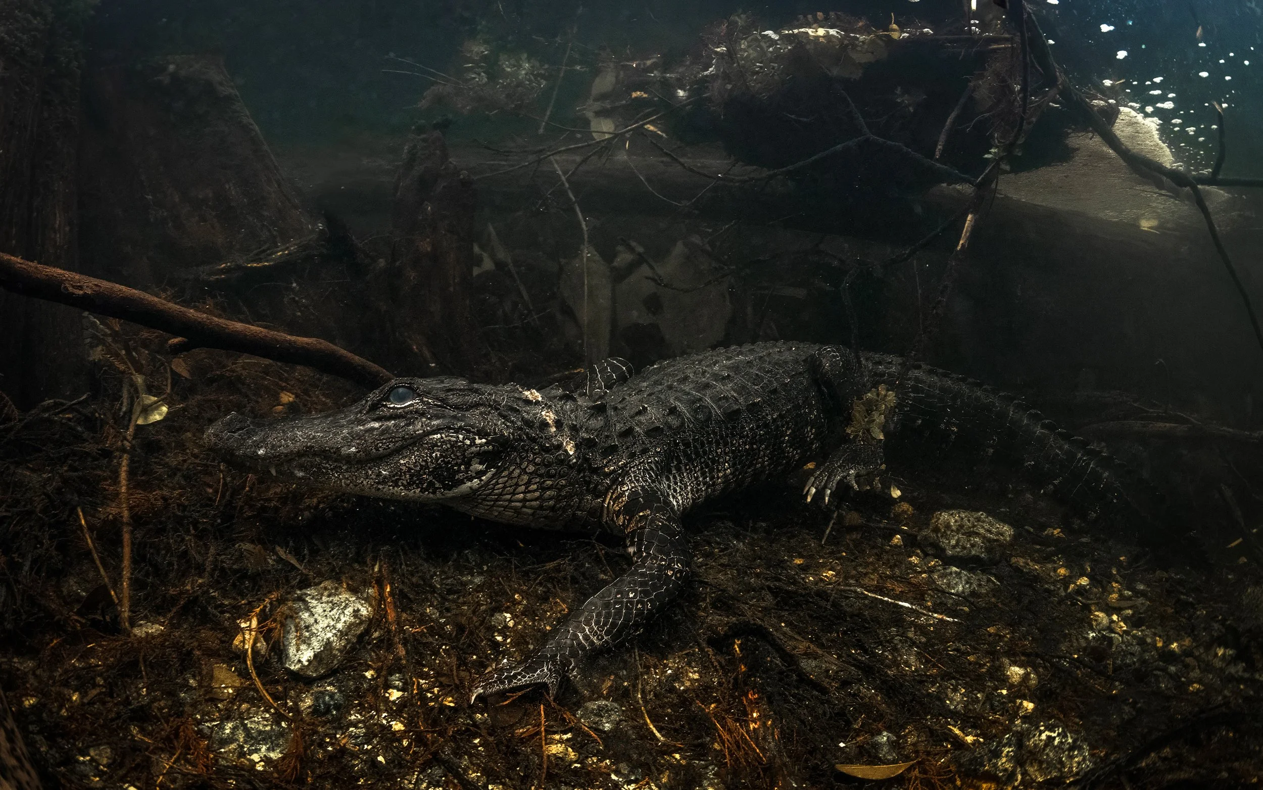 american alligator 2.JPG