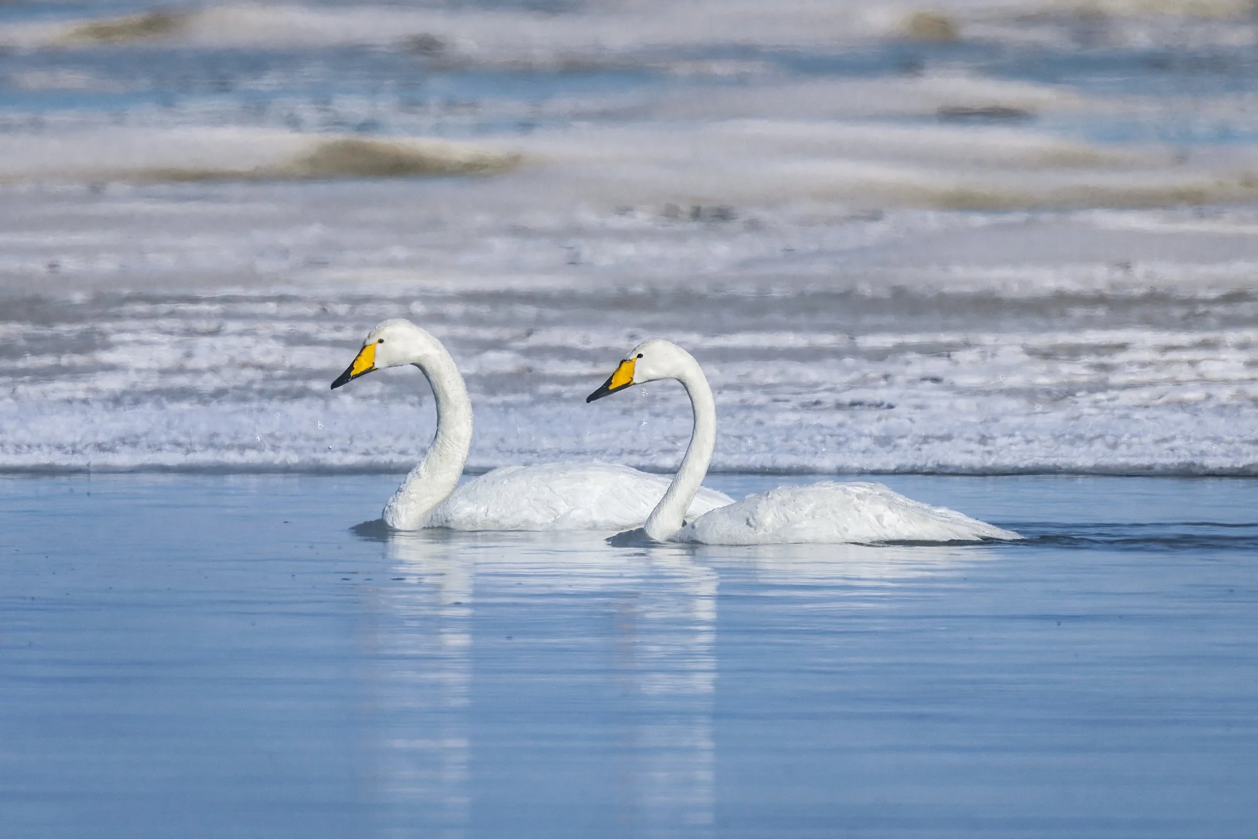 whooper swans.jpg