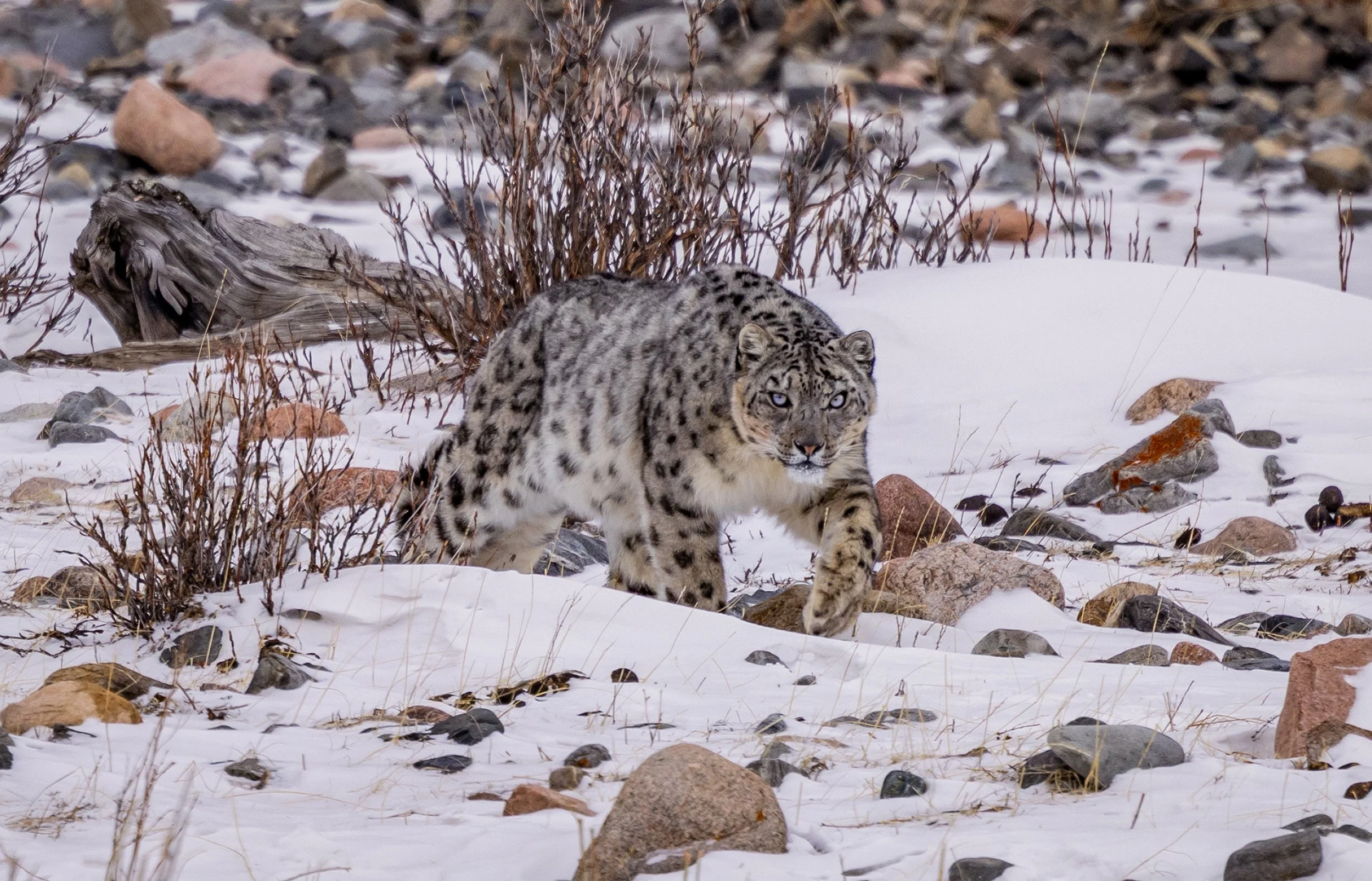 snow leopard photography 2.jpg