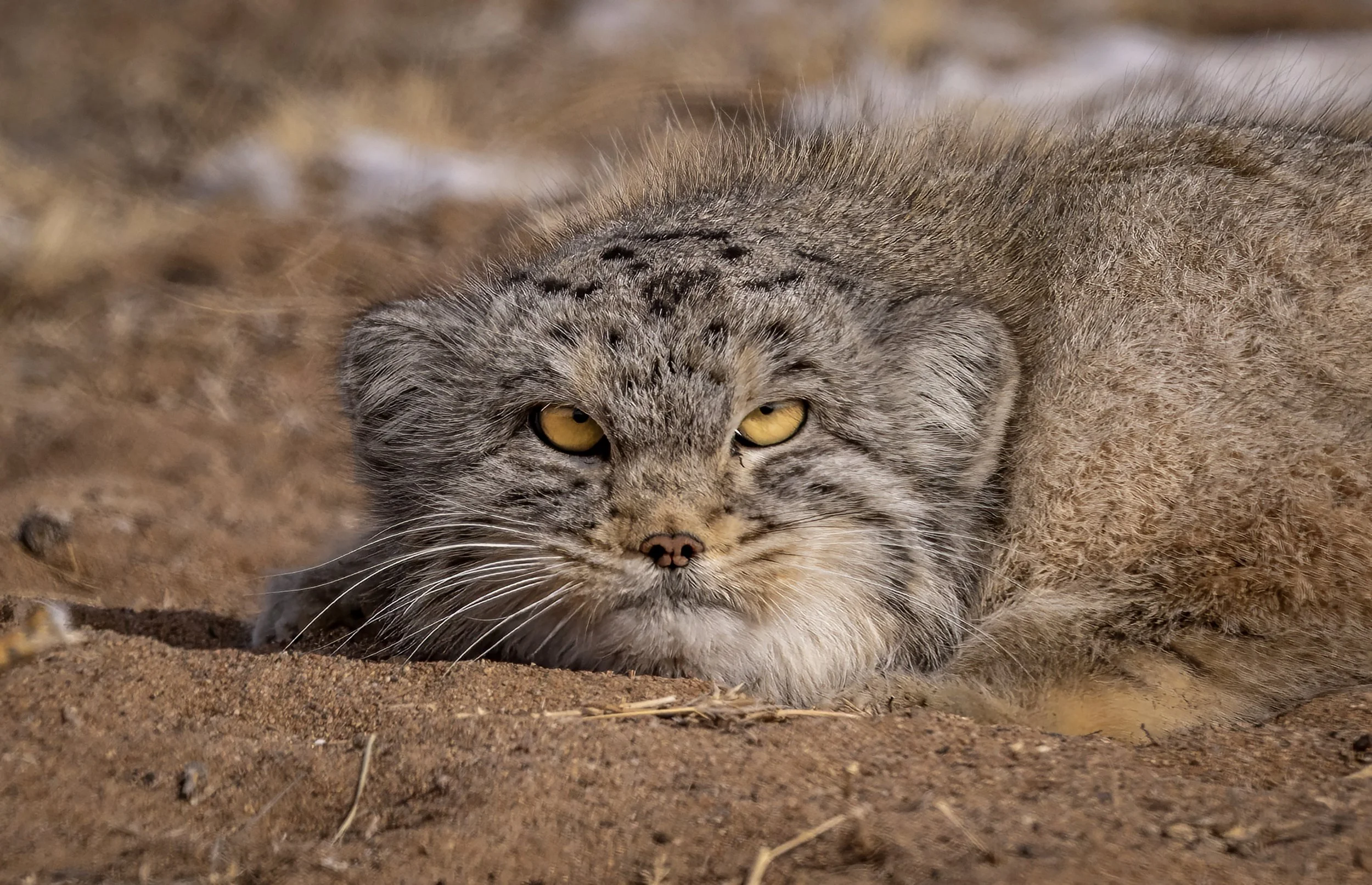 pallas cat.jpg