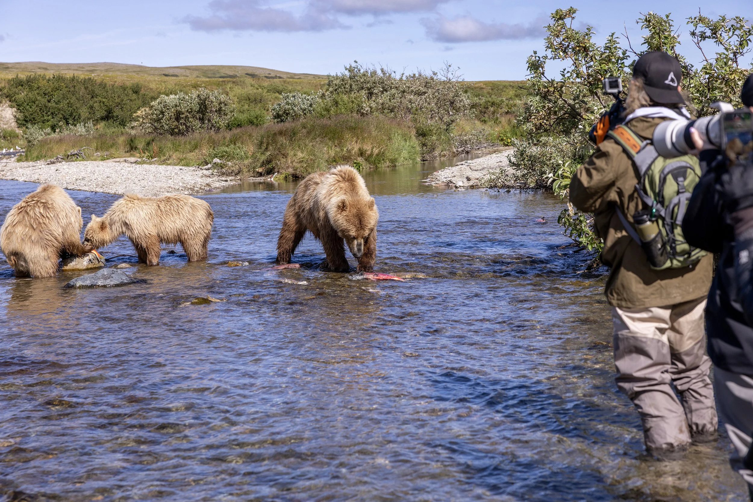 alaska brown bears 3.jpg