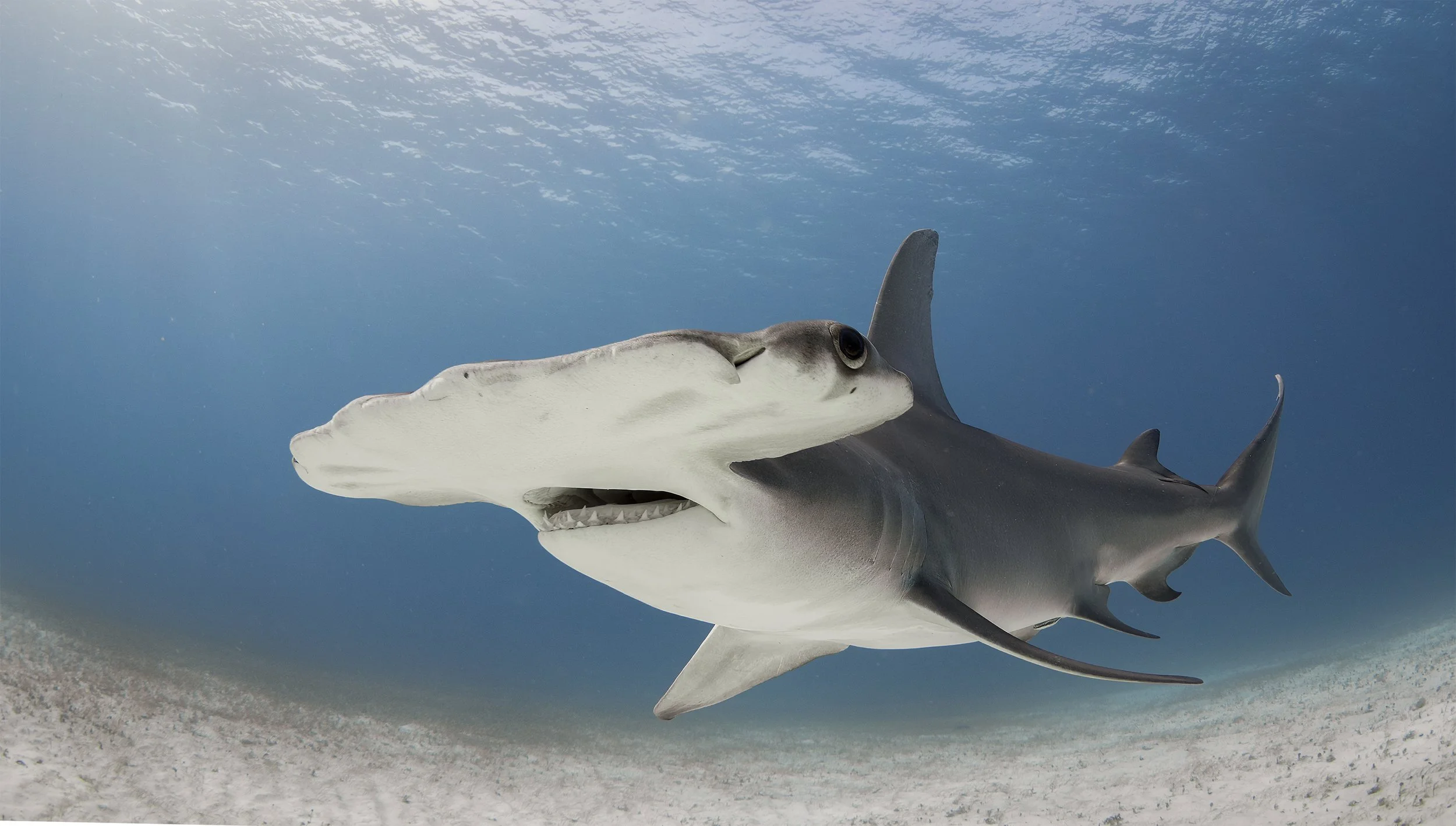 great hammerhead diving 3.jpg