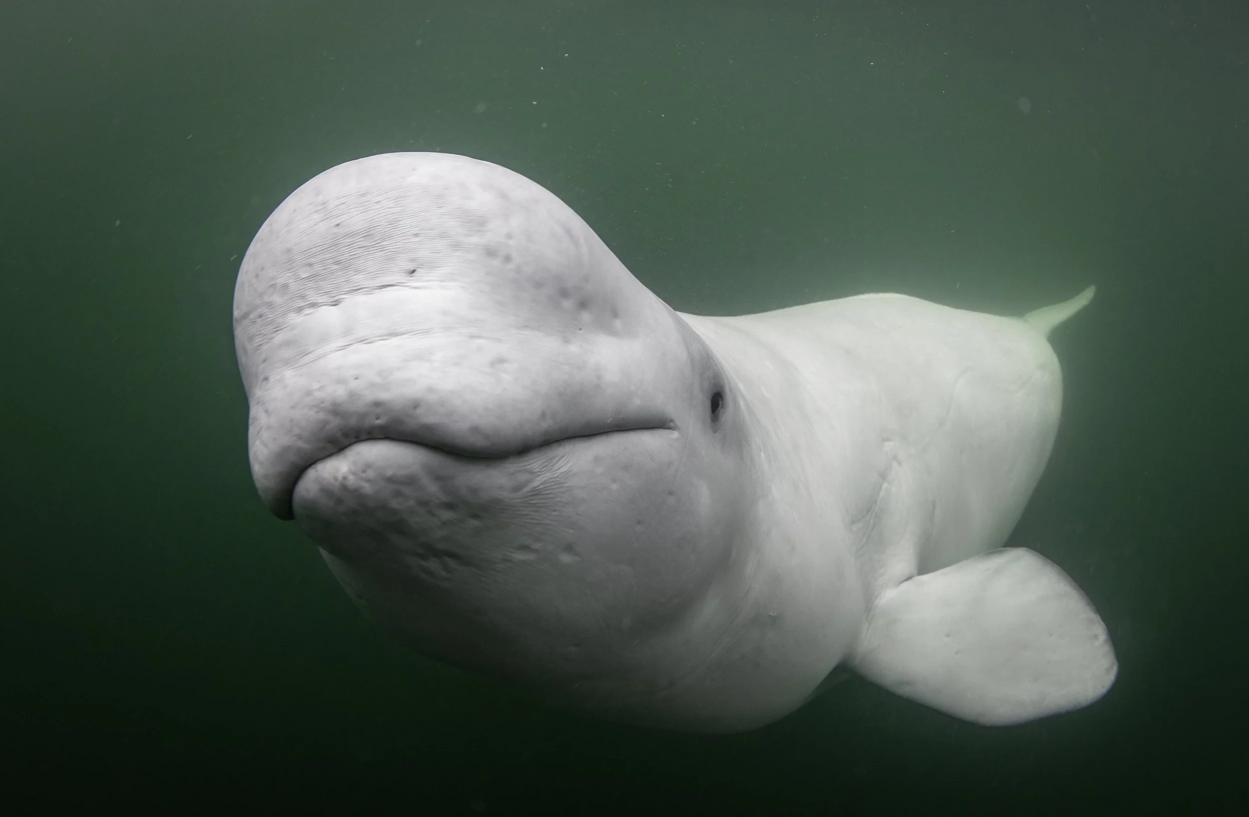 beluga whale diving 4.jpg