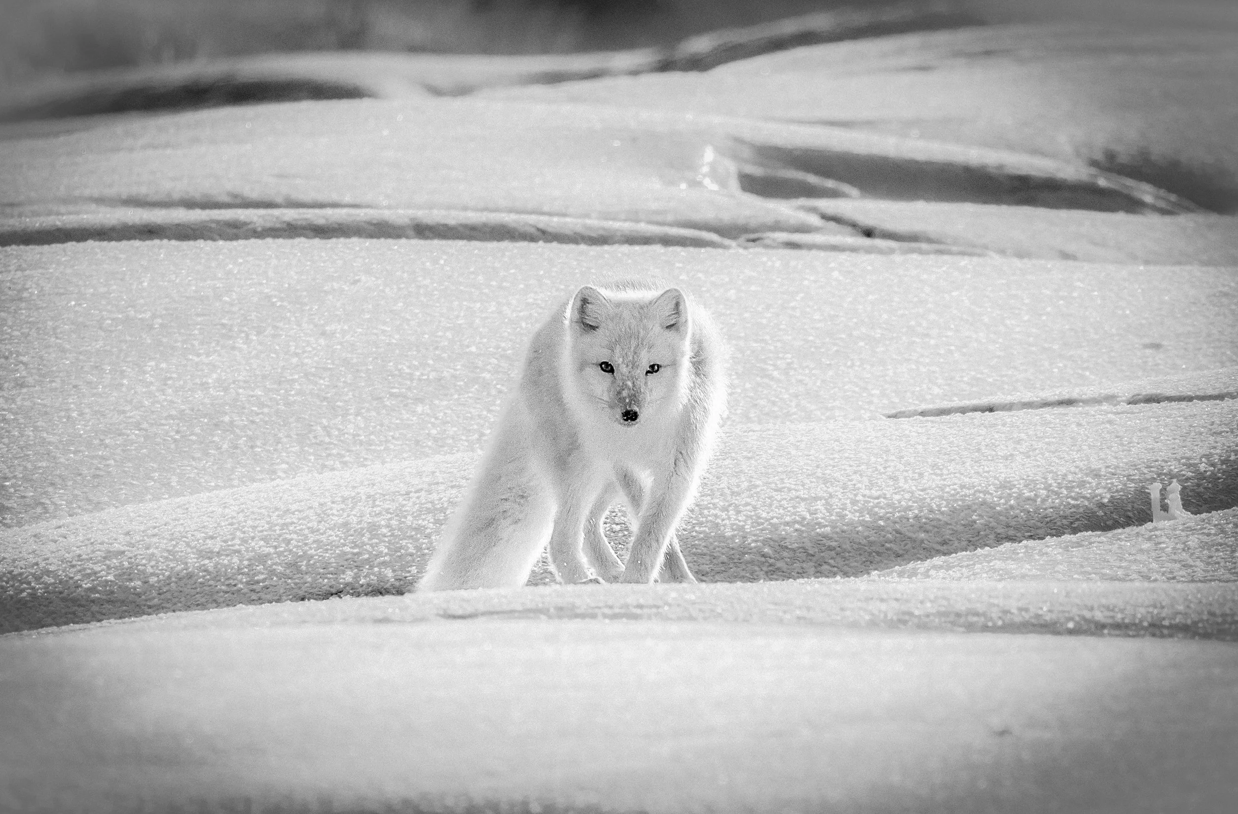 arctic fox BW .JPG