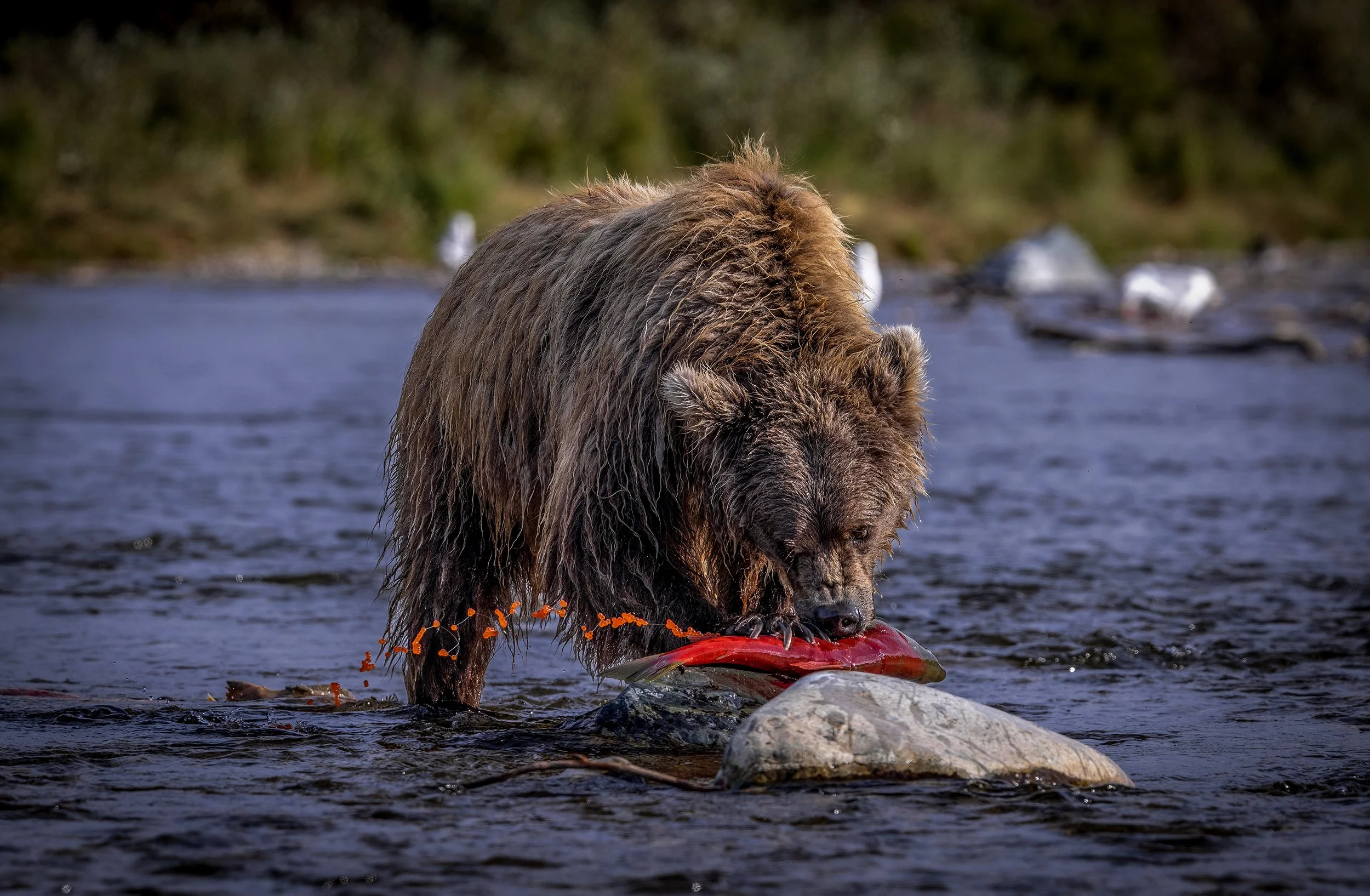 brown bear photography.JPG