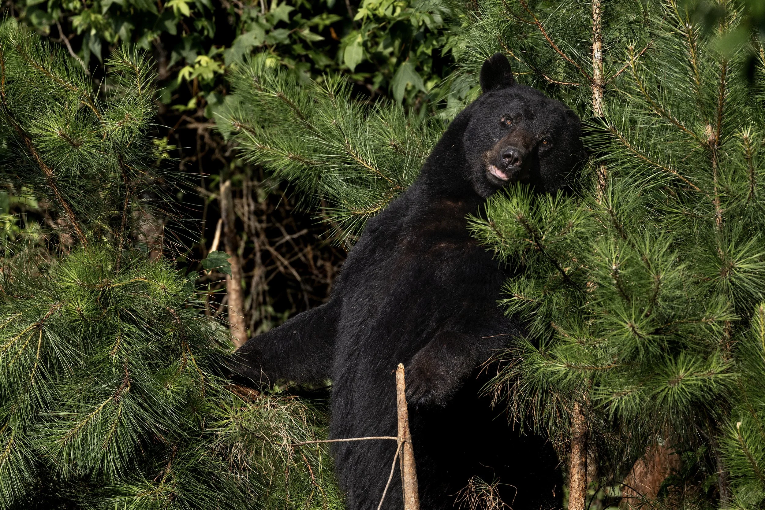 black bear photography.JPG