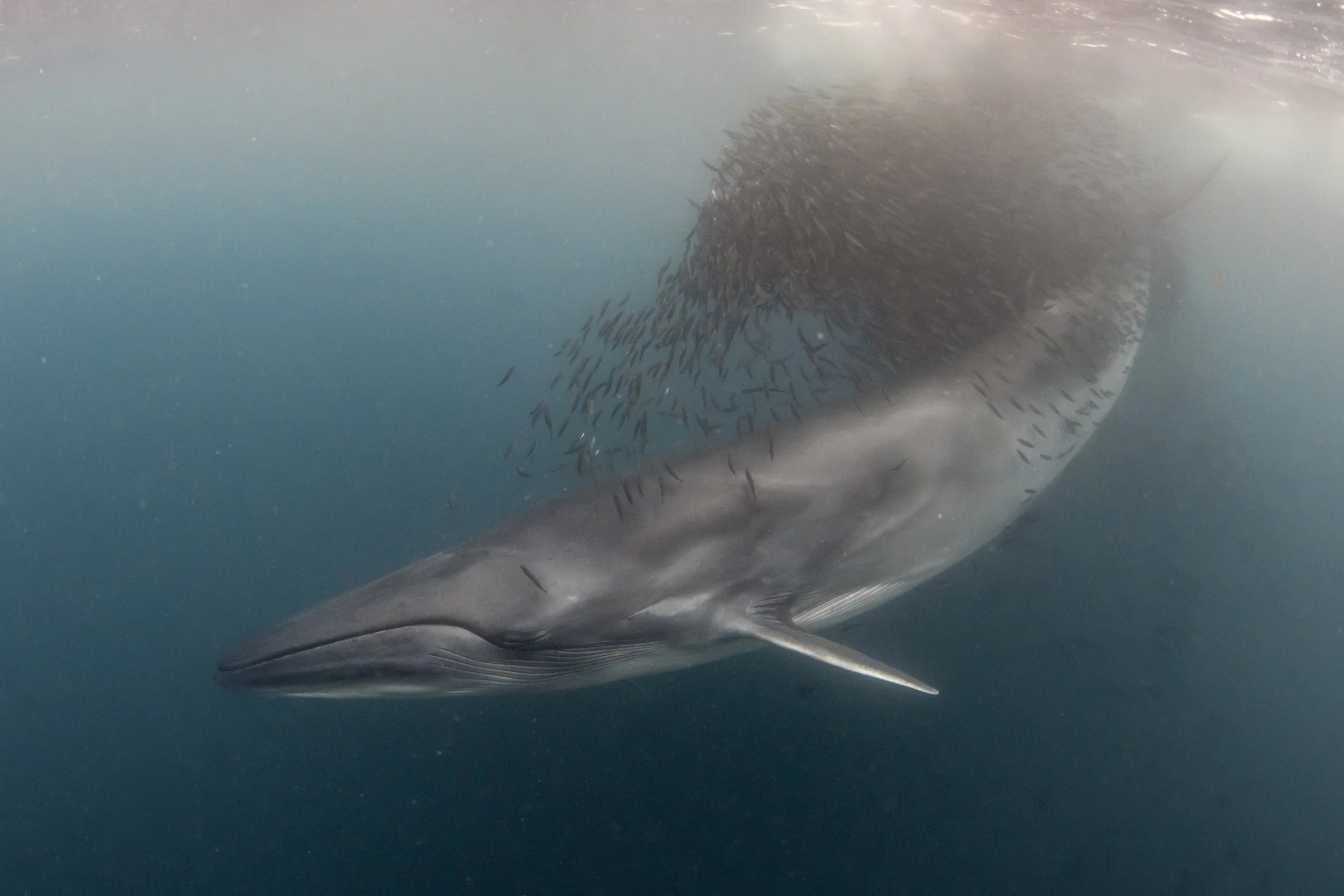 brydes whale baitball.JPG