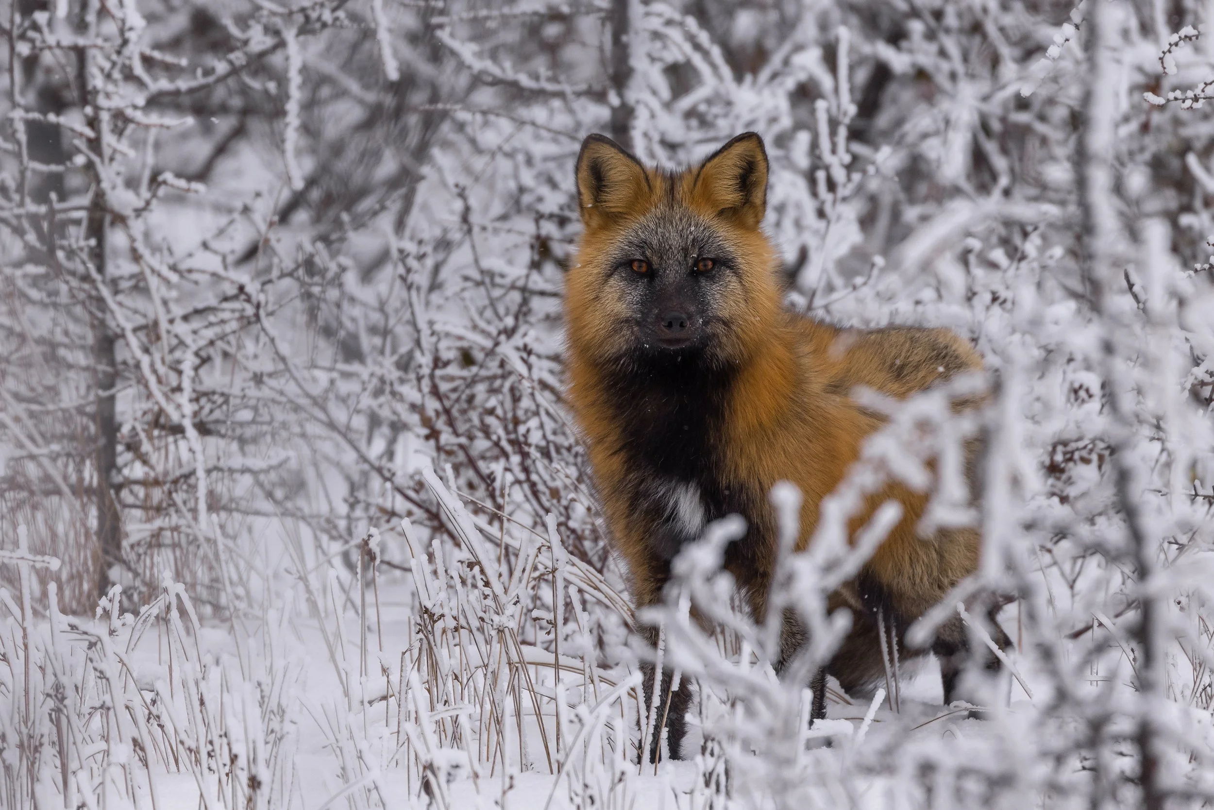 cross fox 2 .JPG