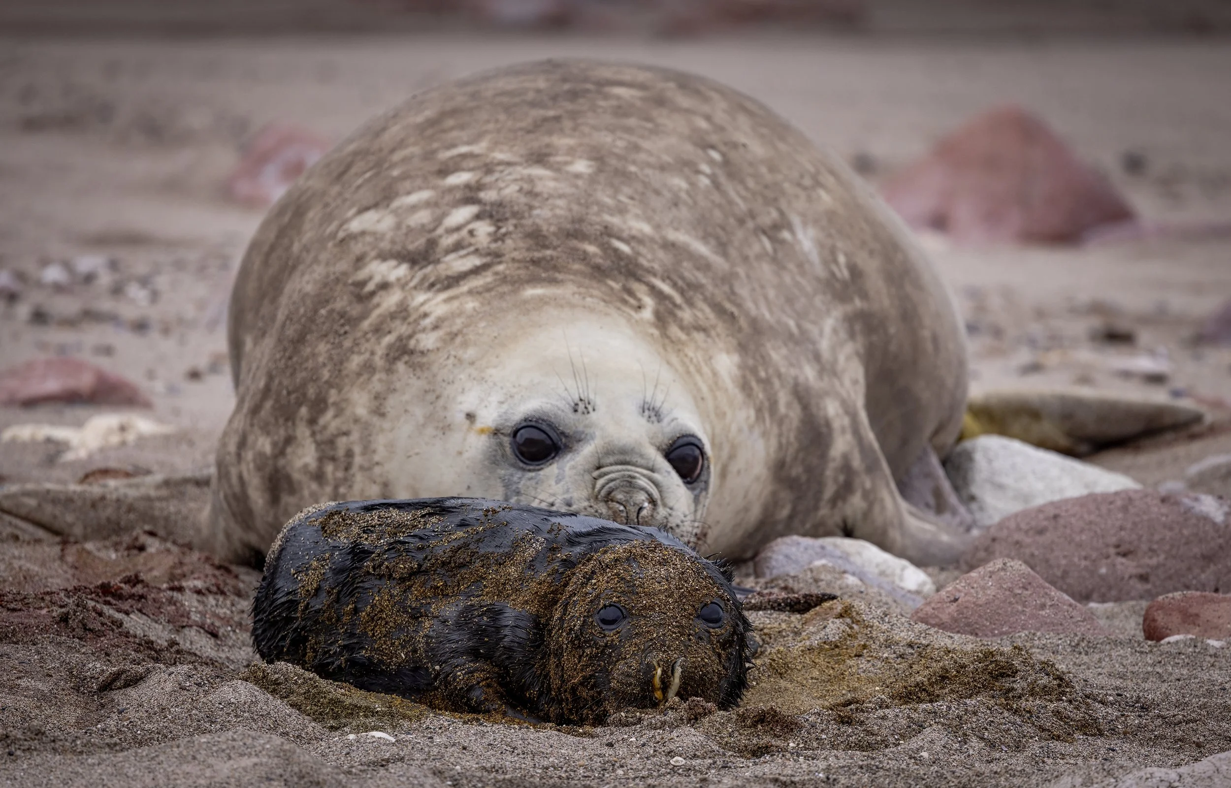 elephant seals.JPG