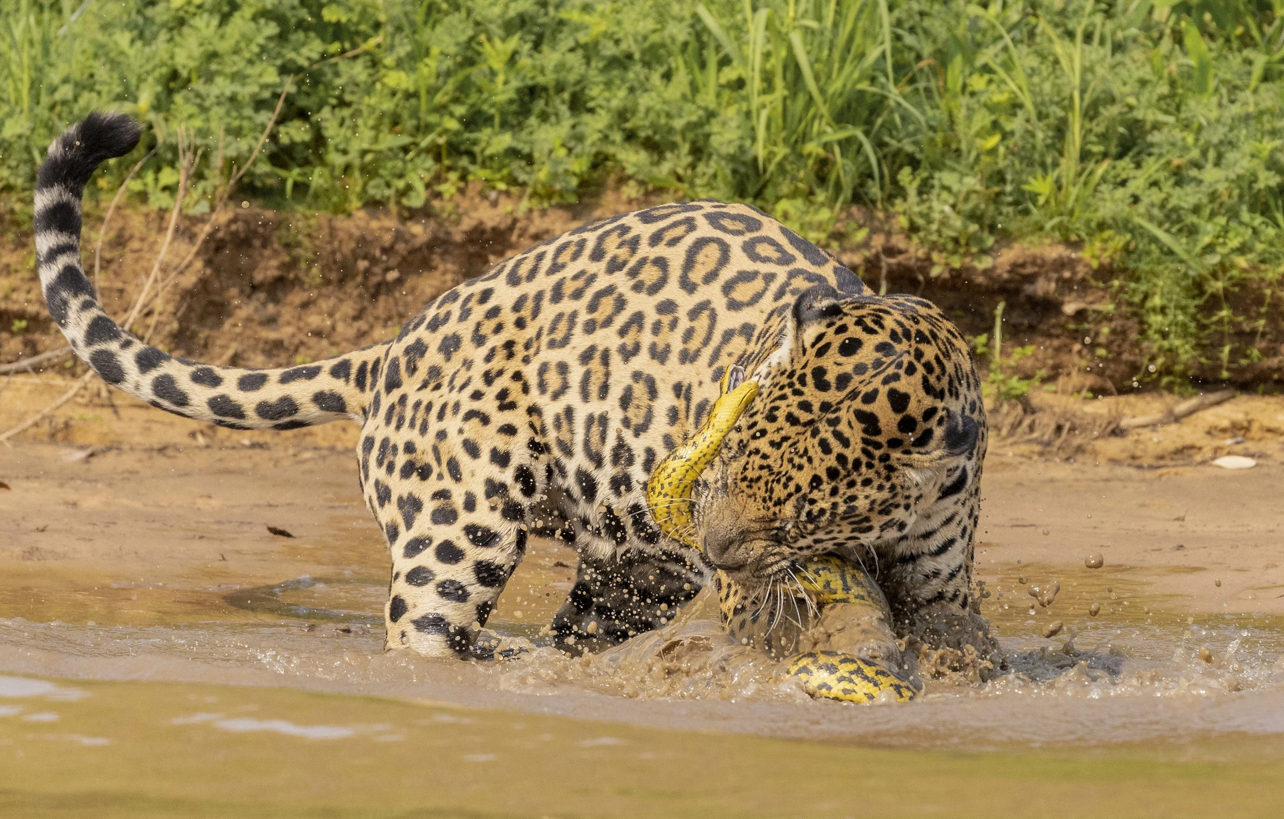 jaguar and anaconda.JPG