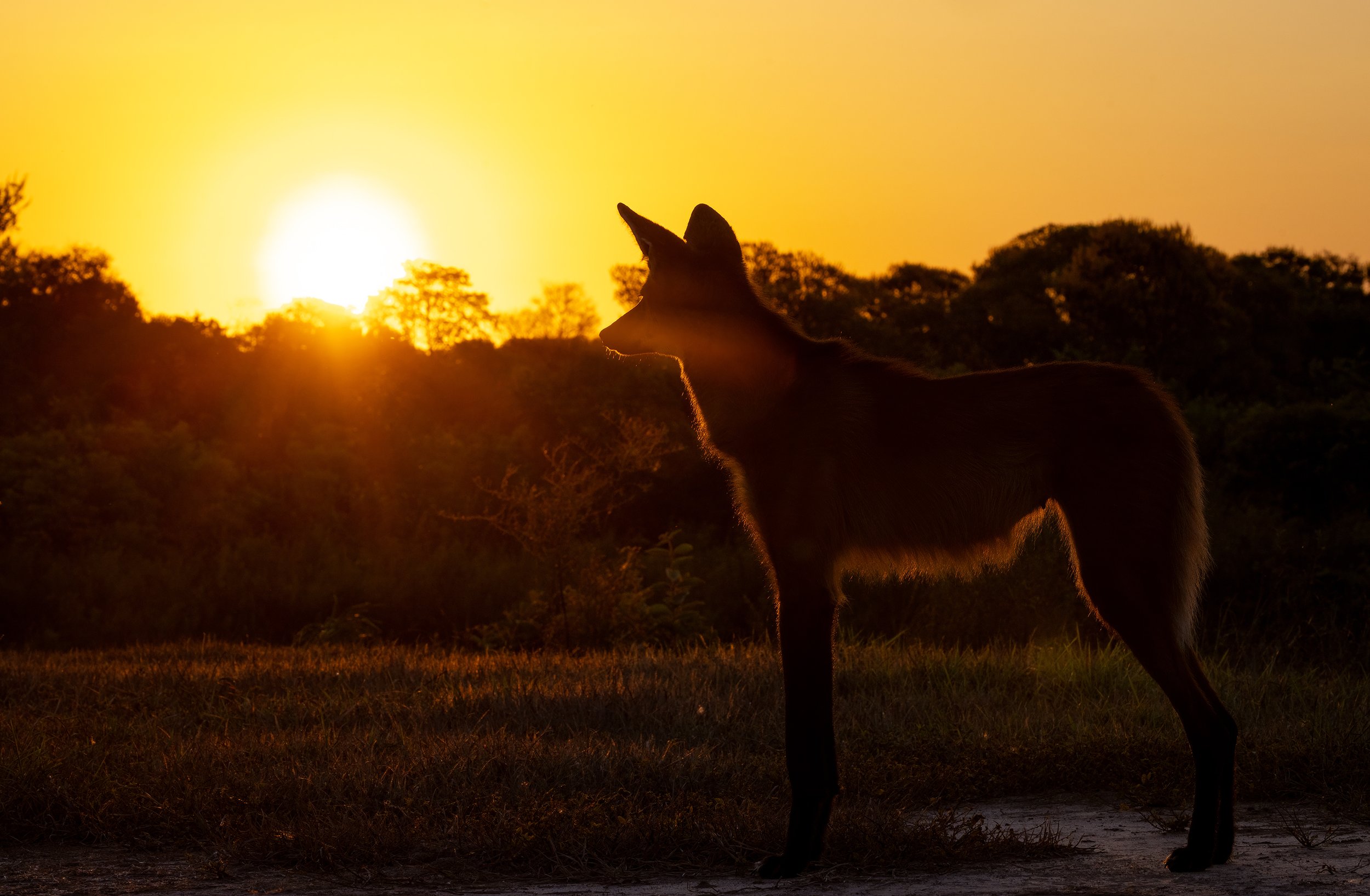 maned wolf.JPG