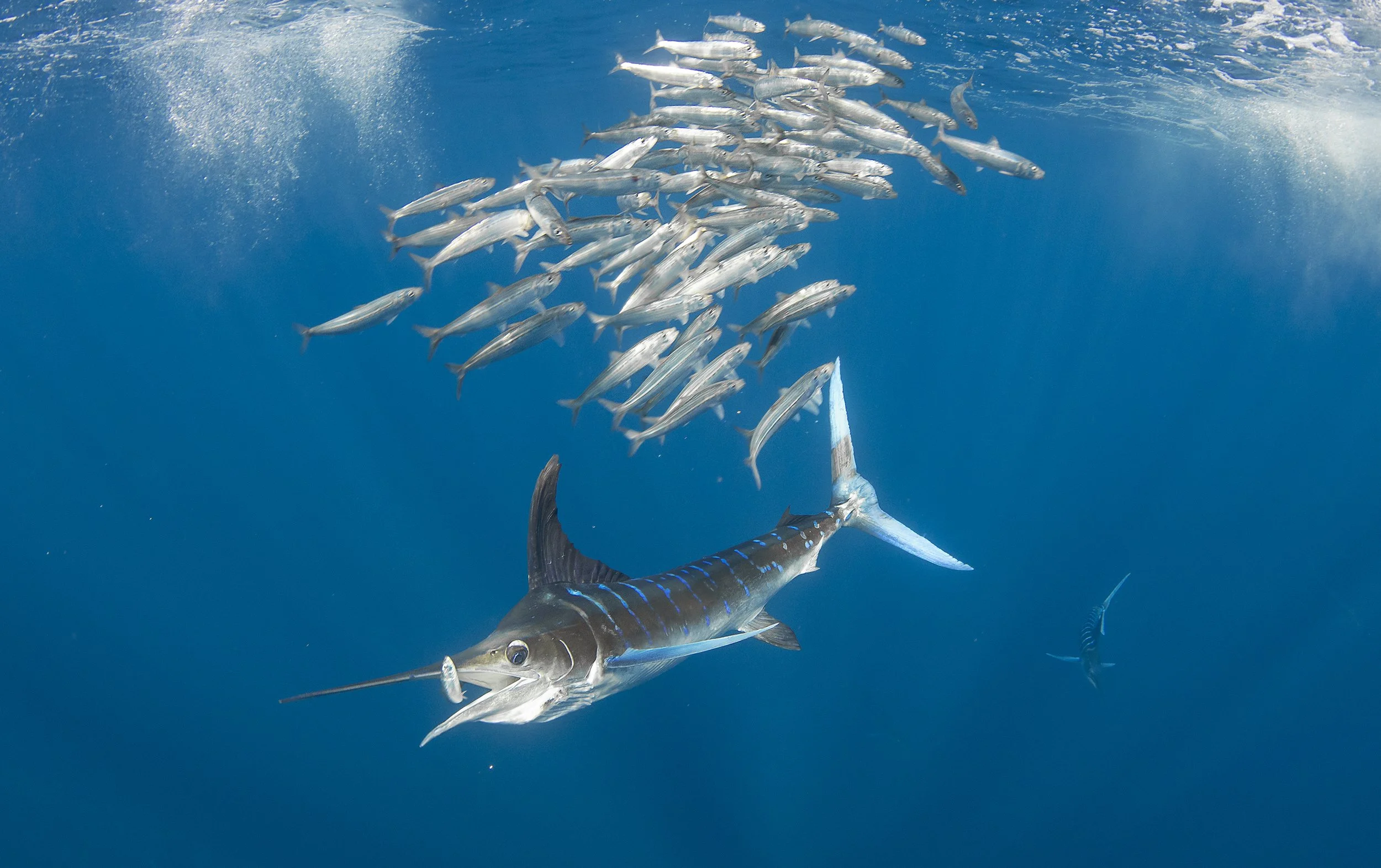marlin.JPG