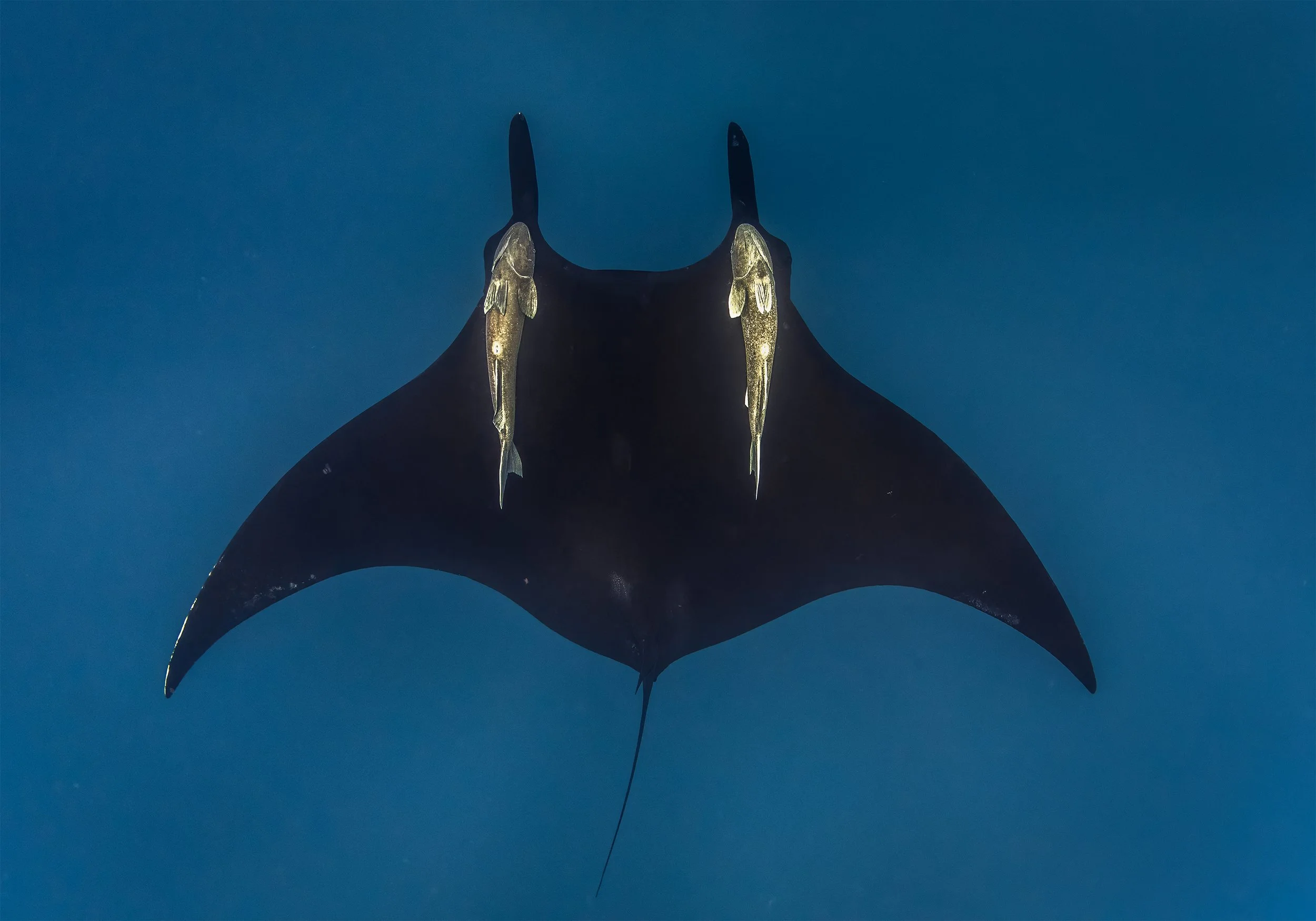 oceanic manta ray.JPG
