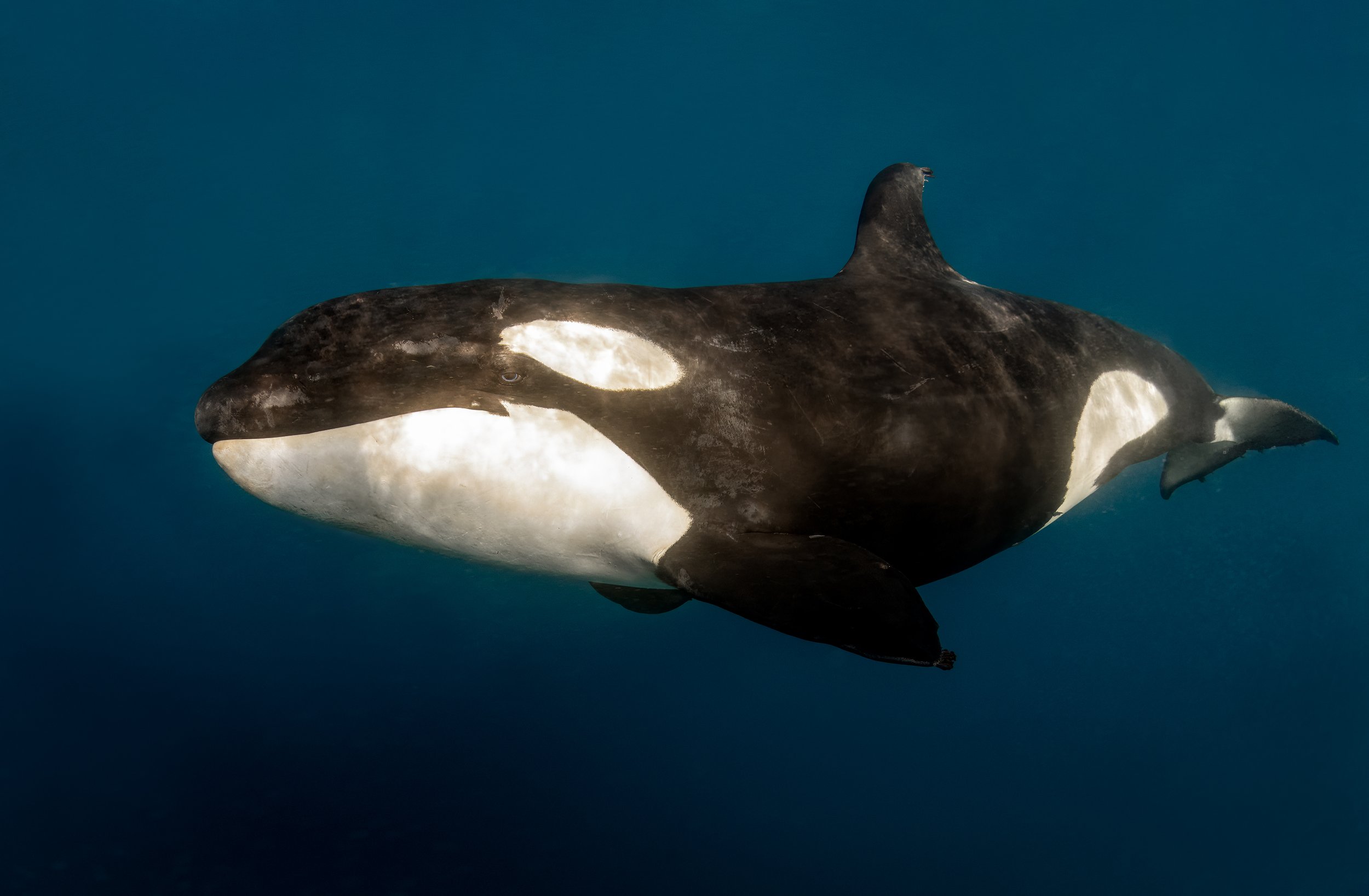 orca diving 2.JPG