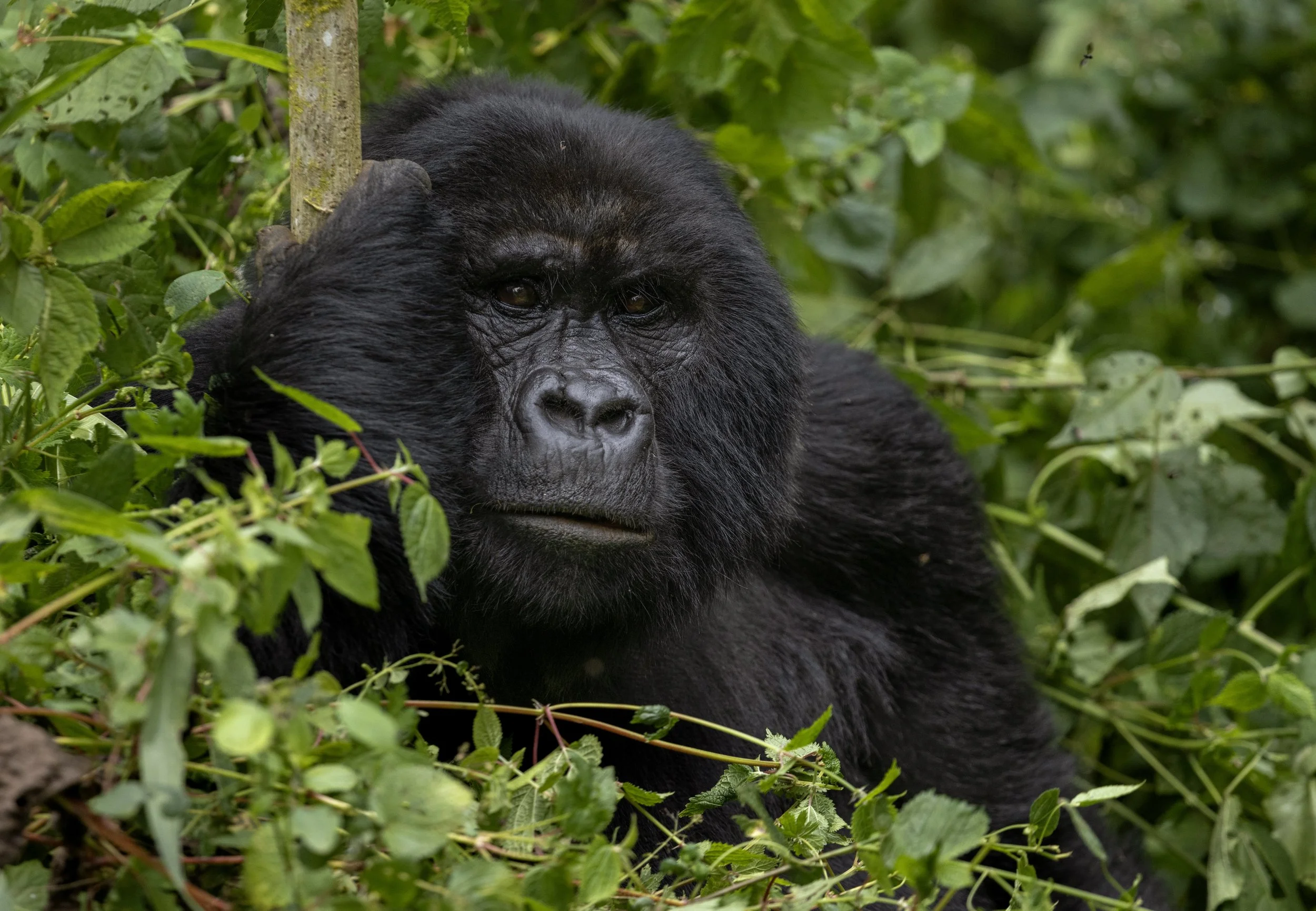 mountain gorilla.jpg
