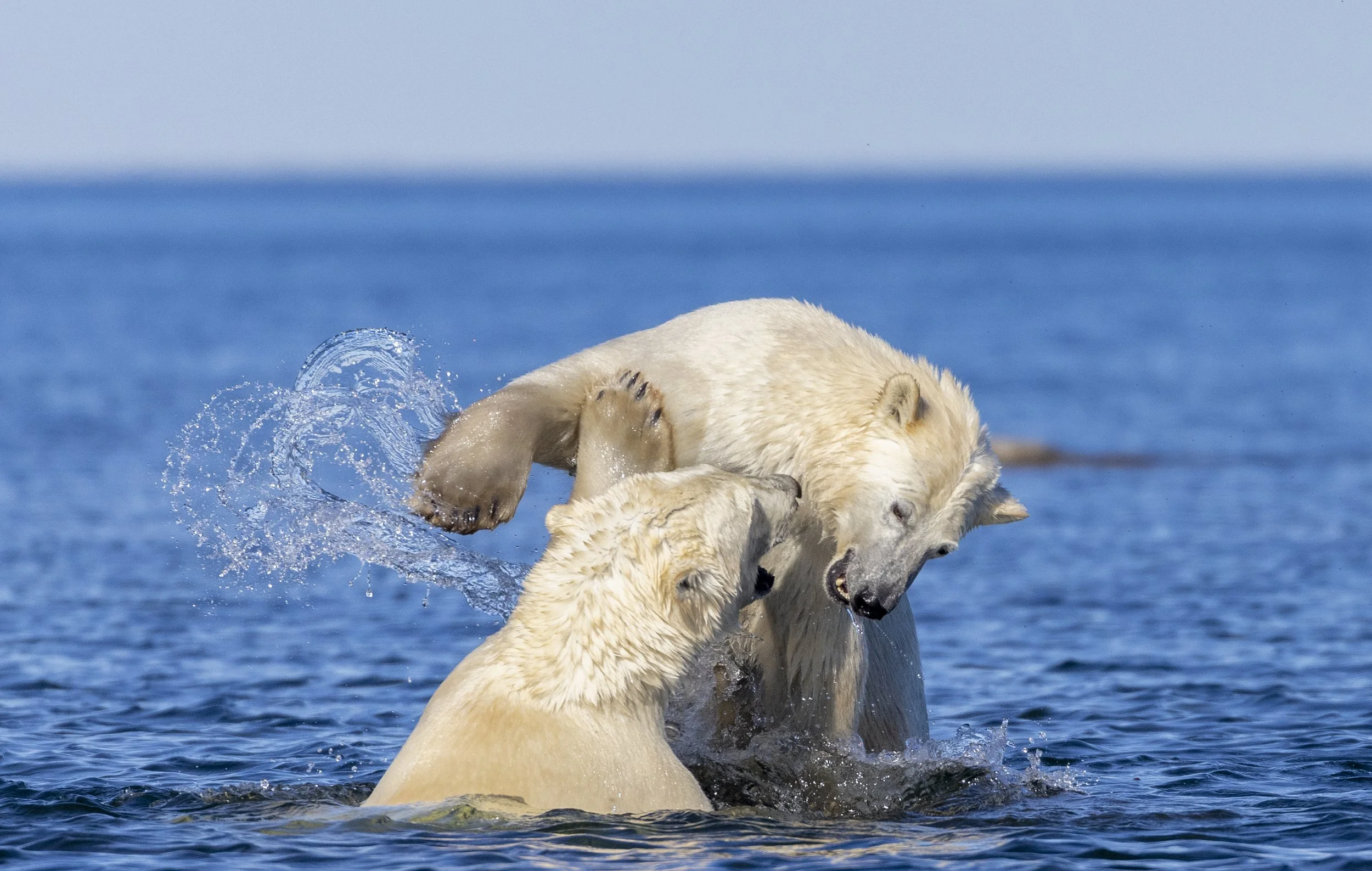 polar bear photography 2.JPG