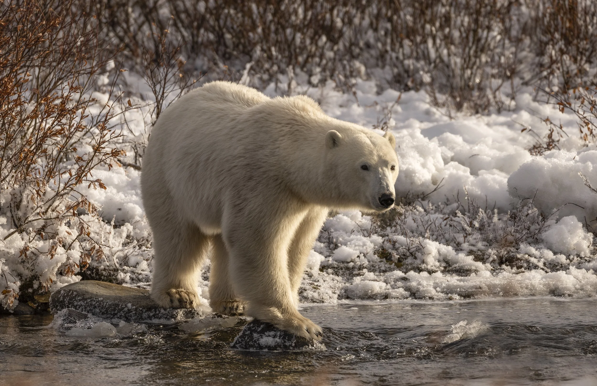polar bear photography.JPG