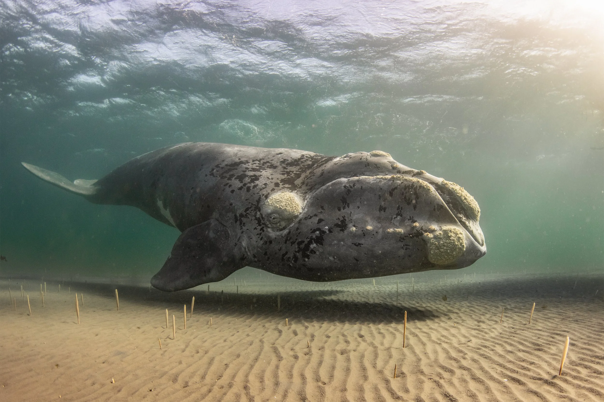 right whale 2 .JPG