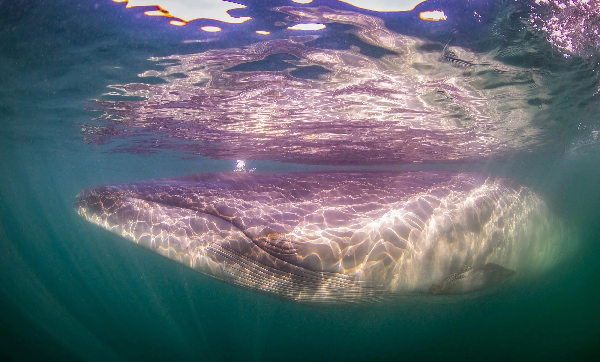 sei whale diving.JPG