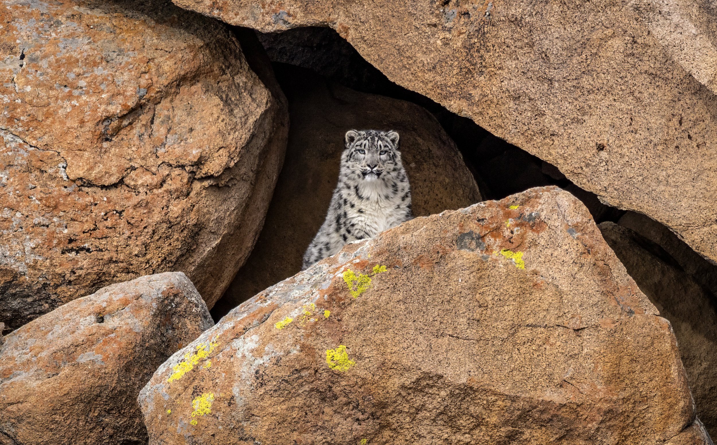 snow leopard 2.JPG