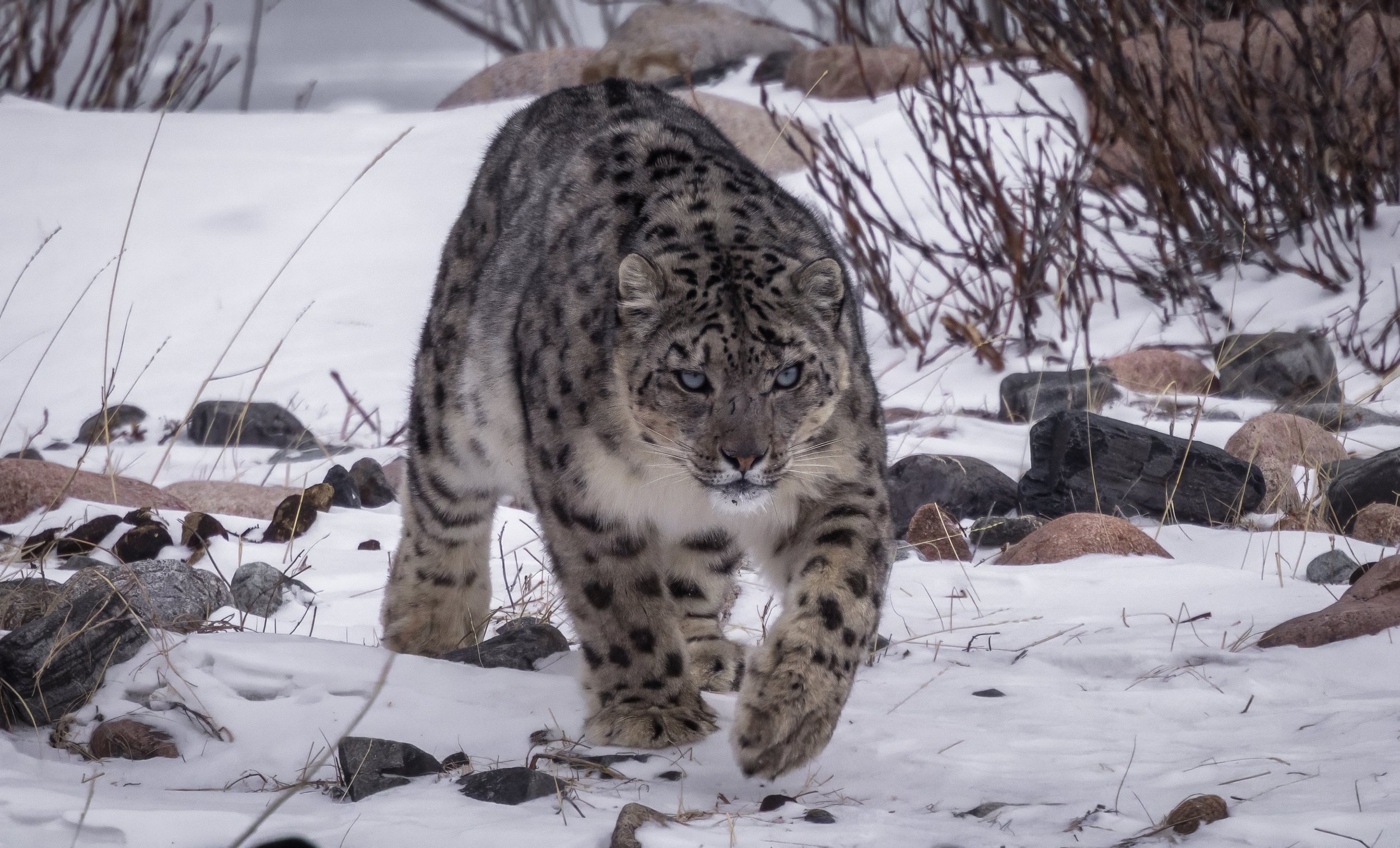 snow leopard 6.JPG