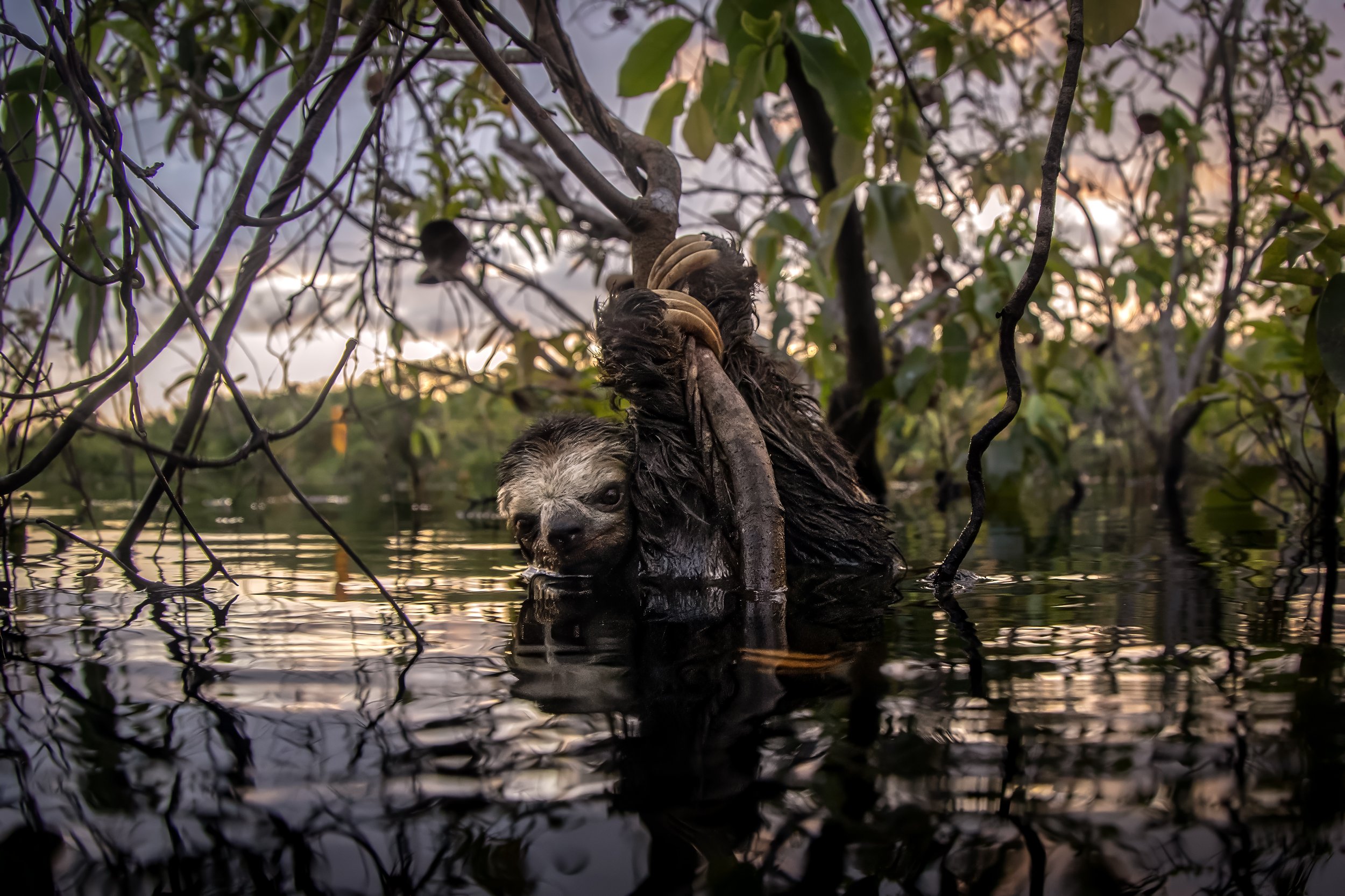 three toed sloth 2.JPG