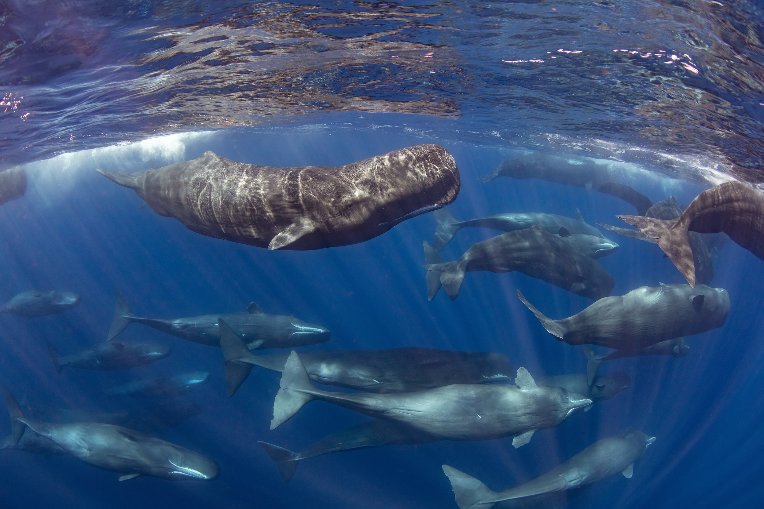 sperm whale diving 2.JPG