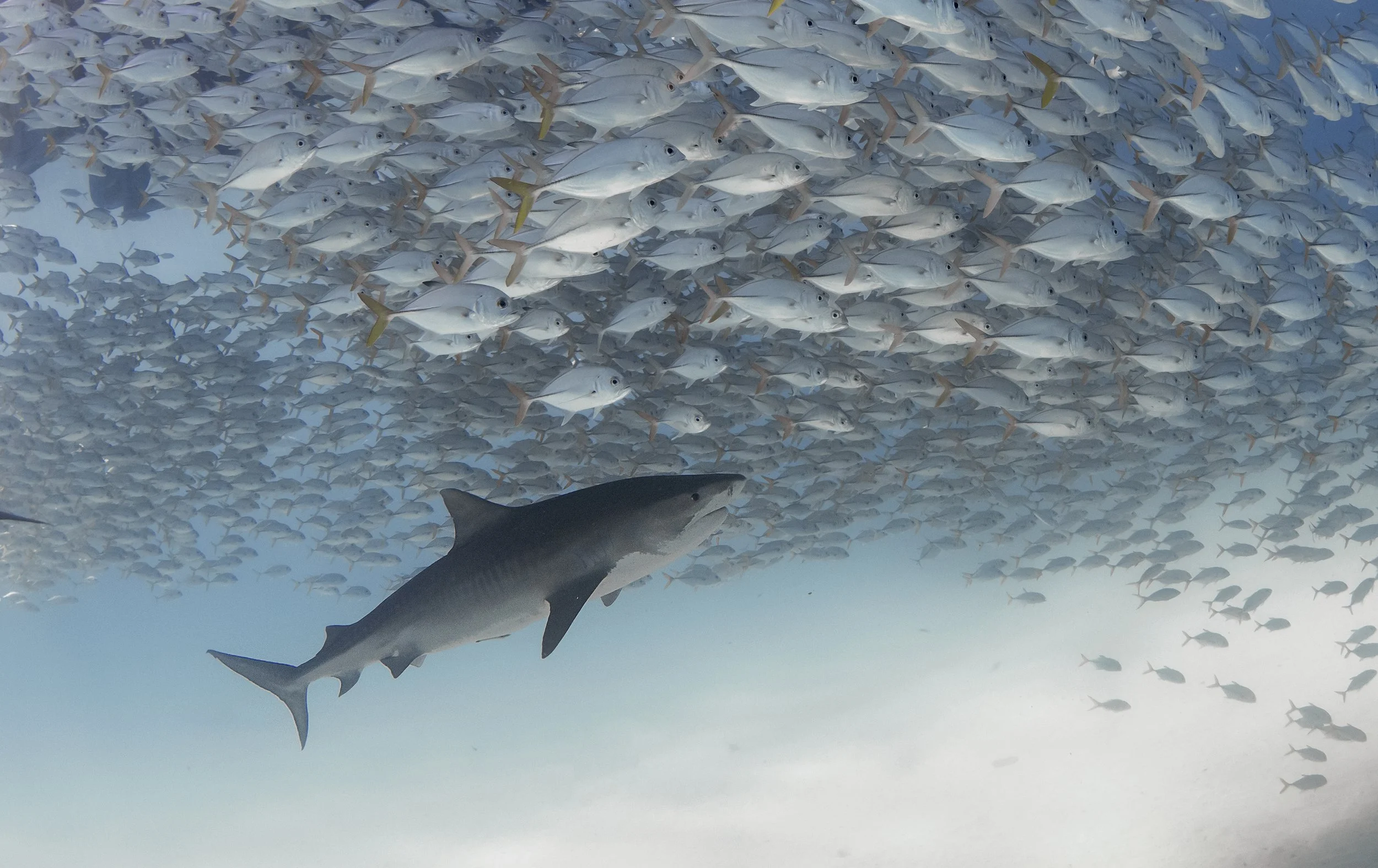 tiger shark.JPG