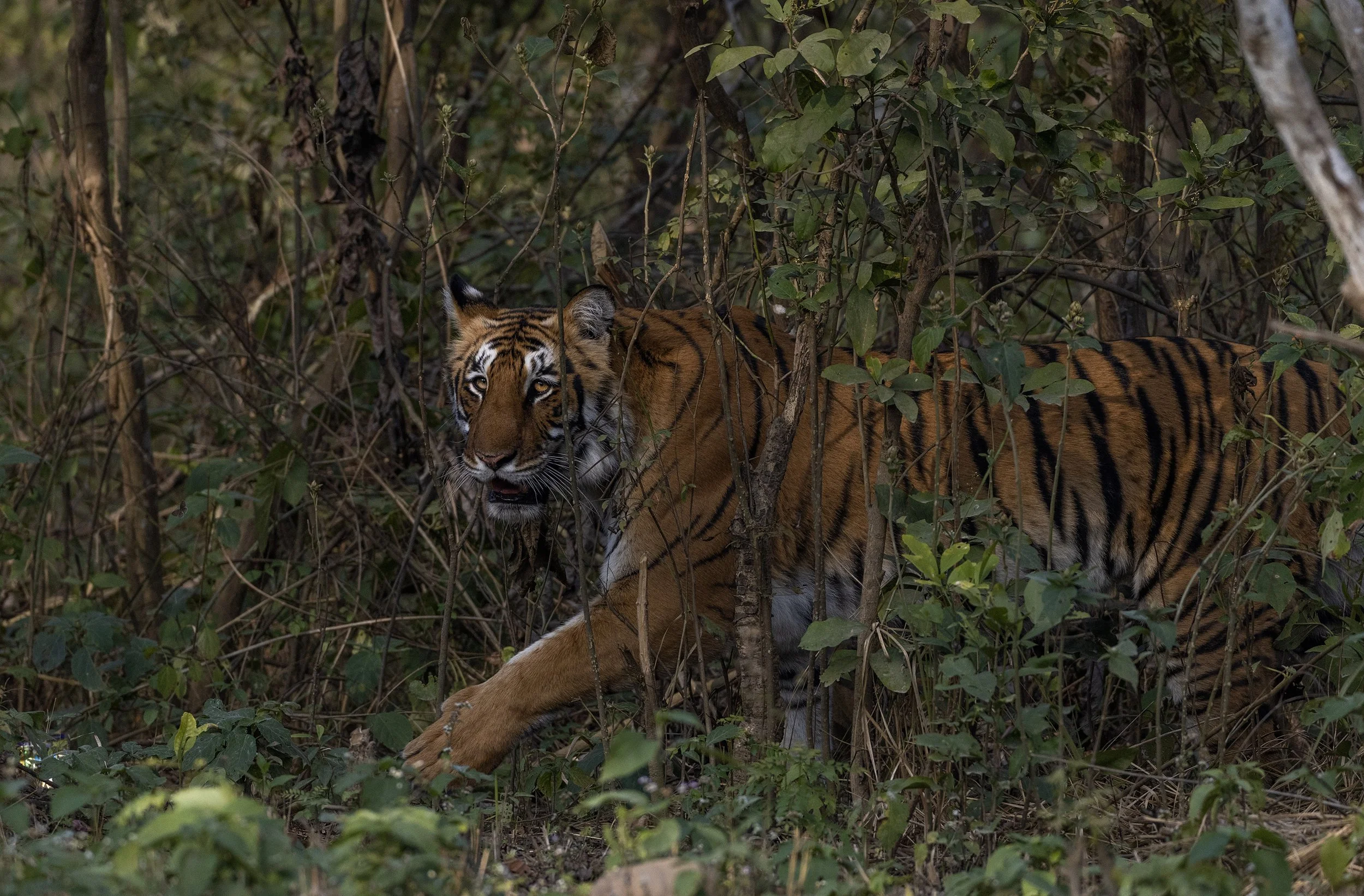 tiger photography.JPG