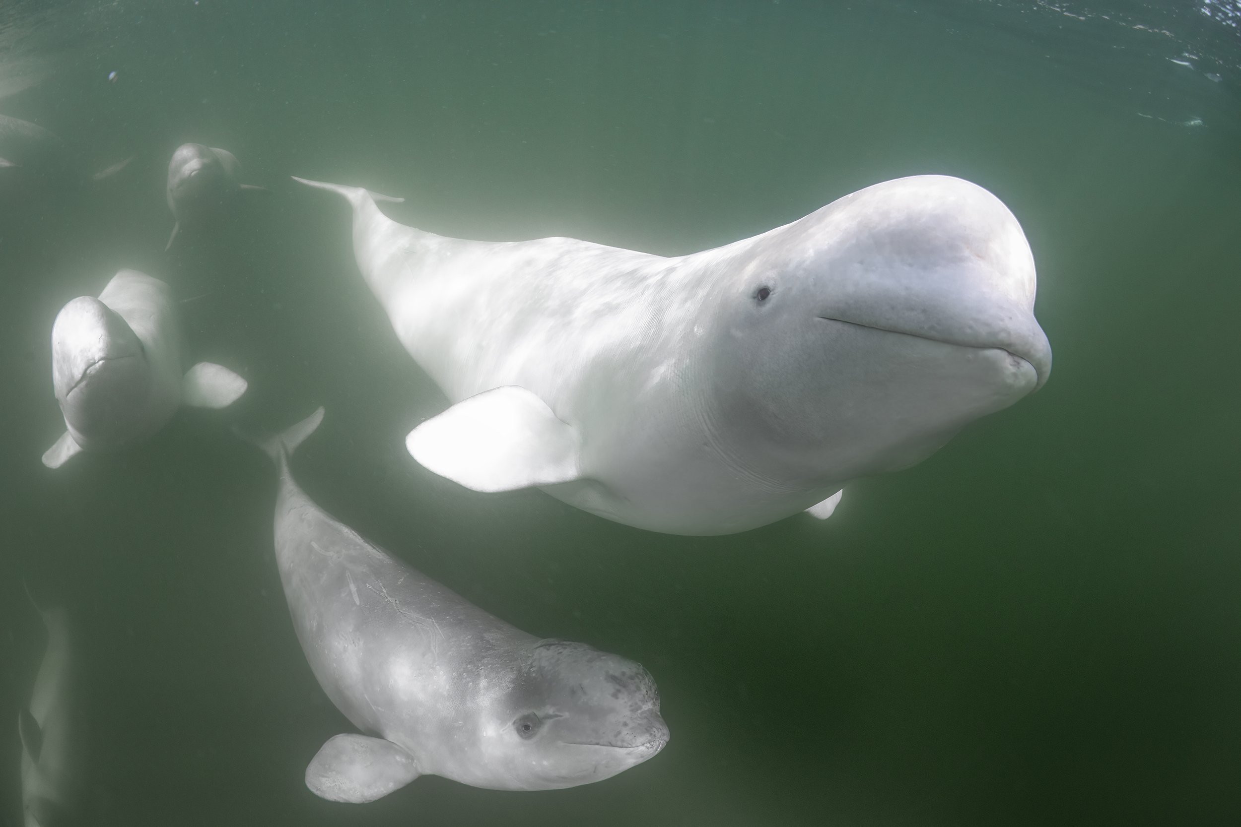 bleuga whale diving 2.JPG