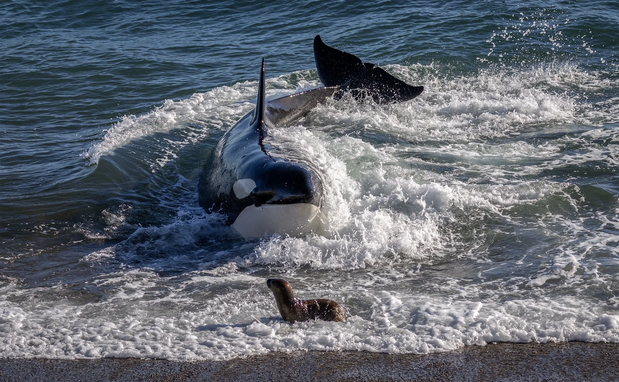 beaching orcas.JPG