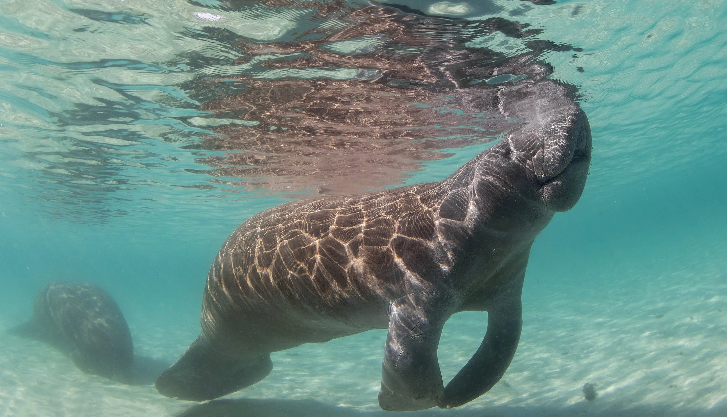 manatee diving.JPG