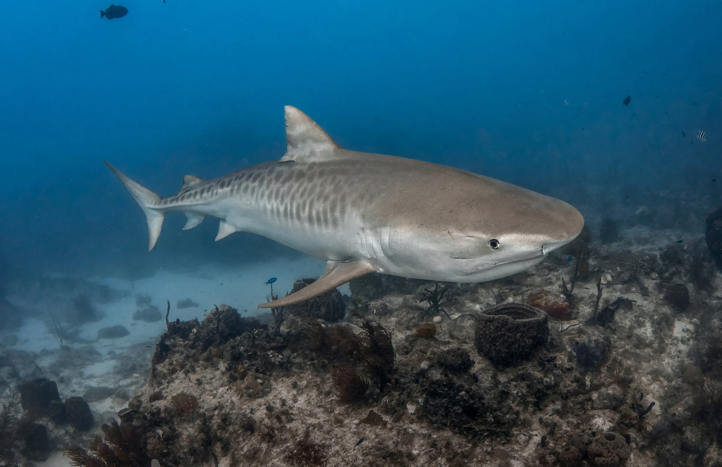 tiger shark diving .jpg