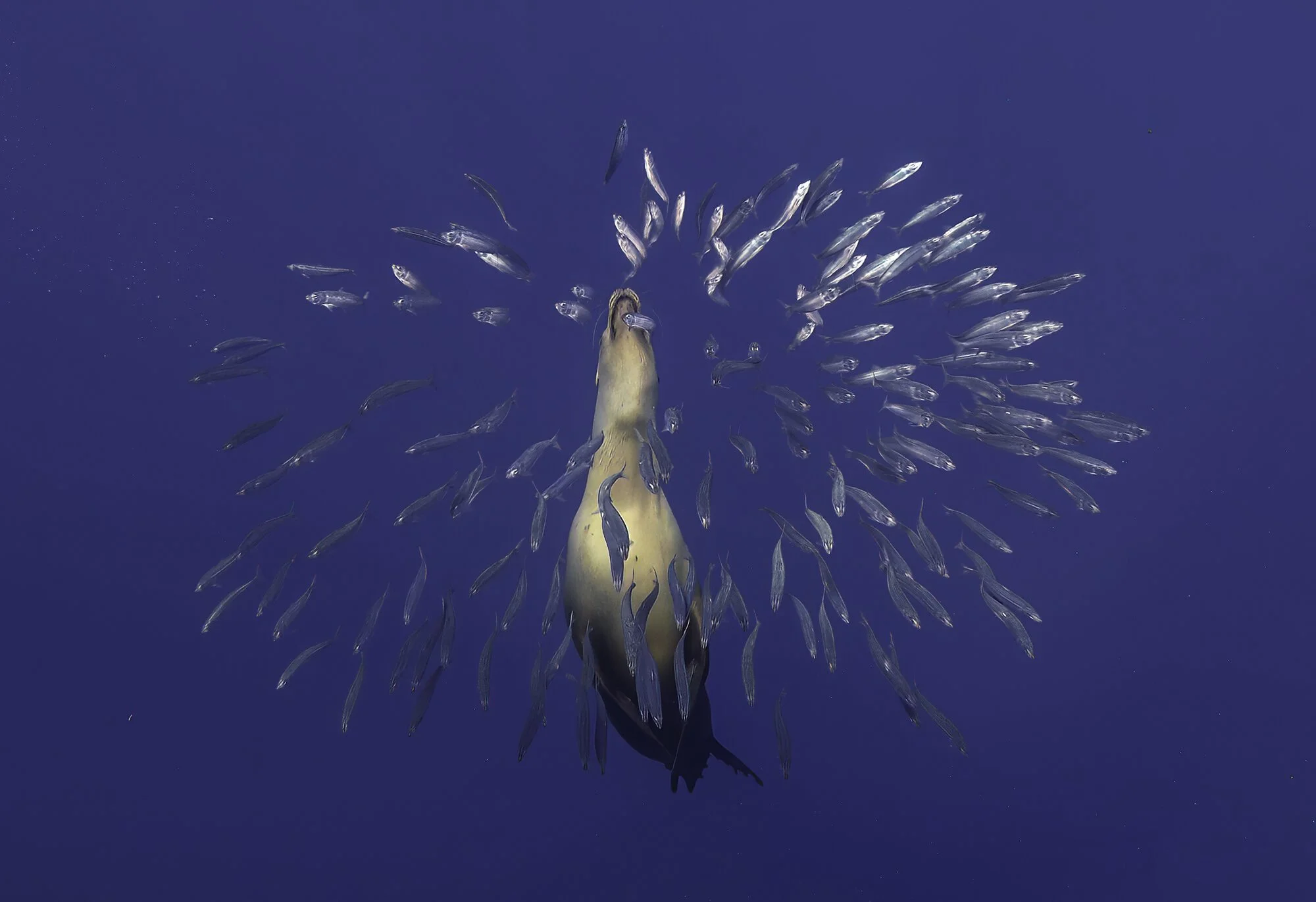 California Sea Lion.JPG