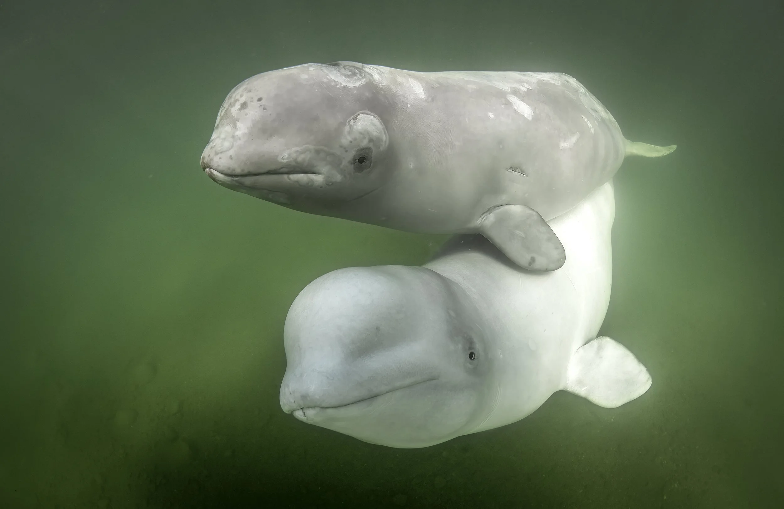 beluga whale diving 3.JPG