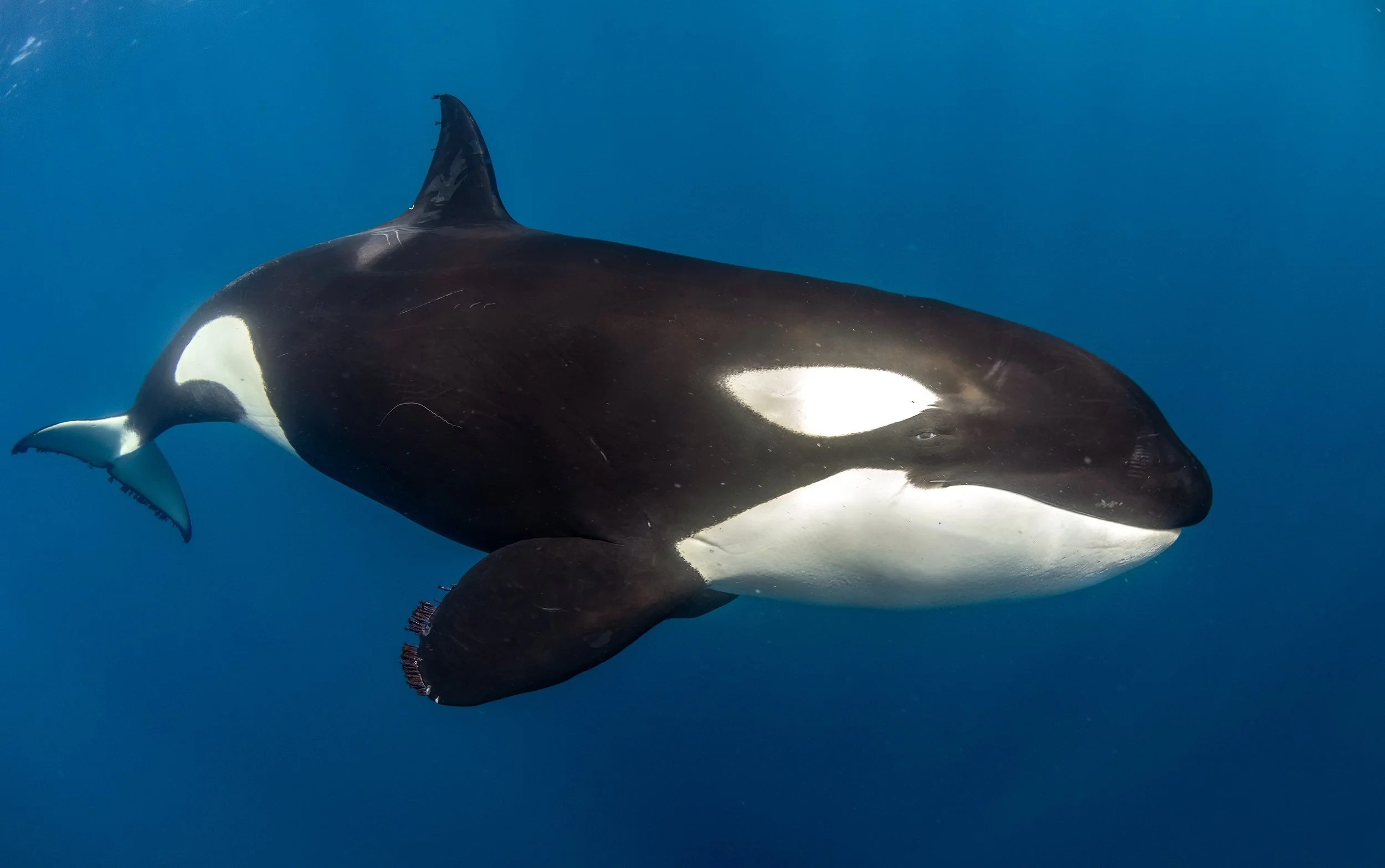 orca diving 3.JPG