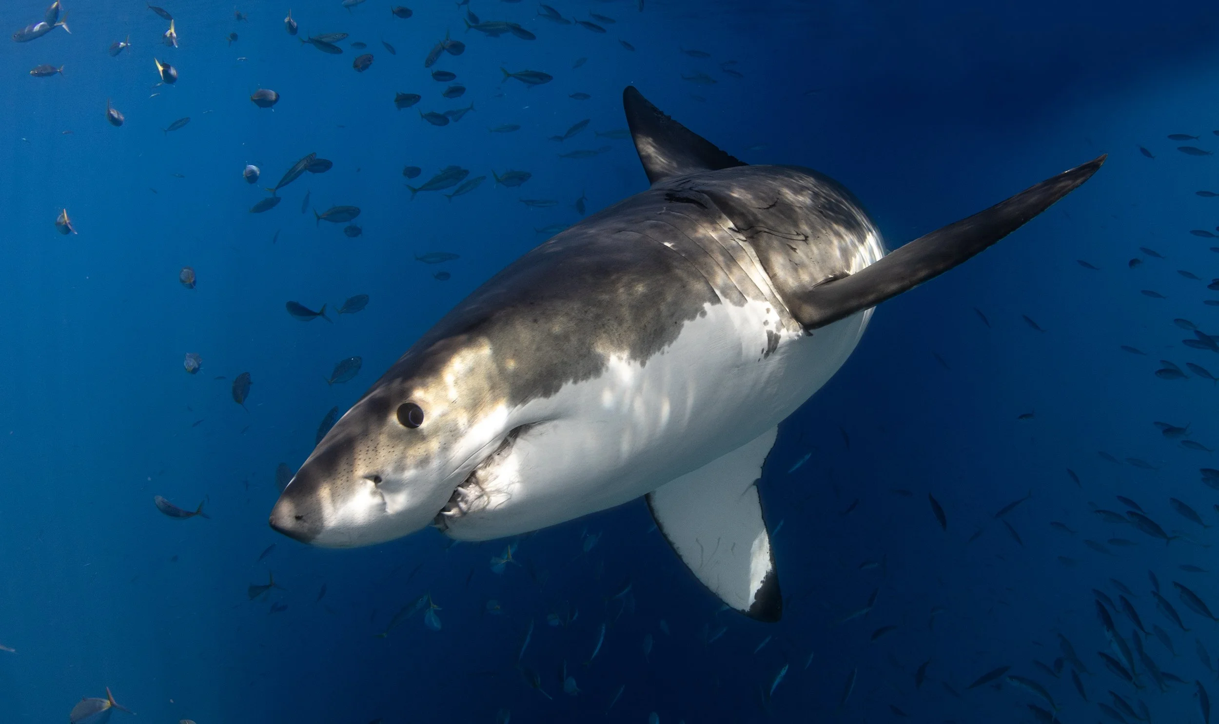 white shark photography 3.JPG