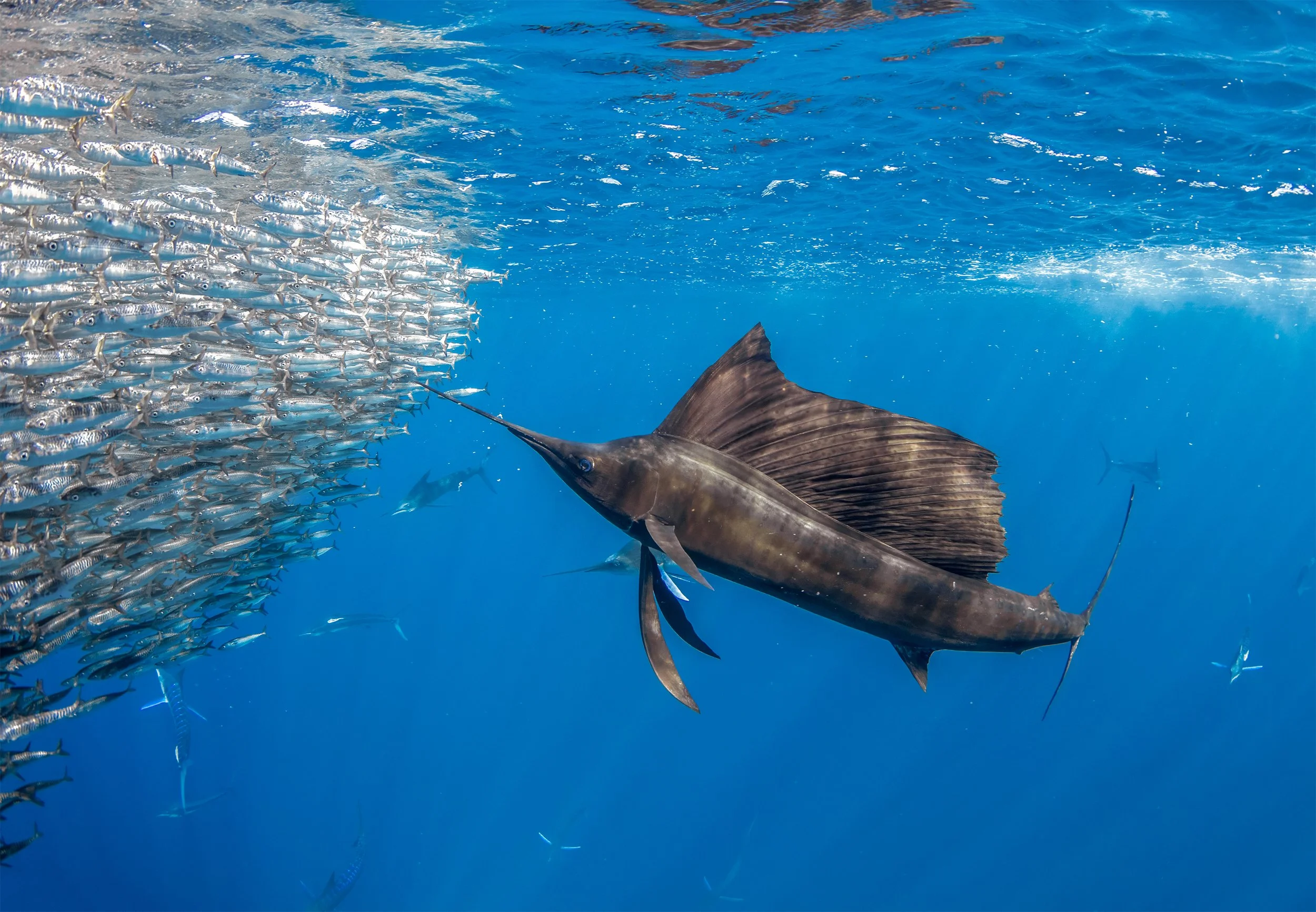 sailfish diving.JPG