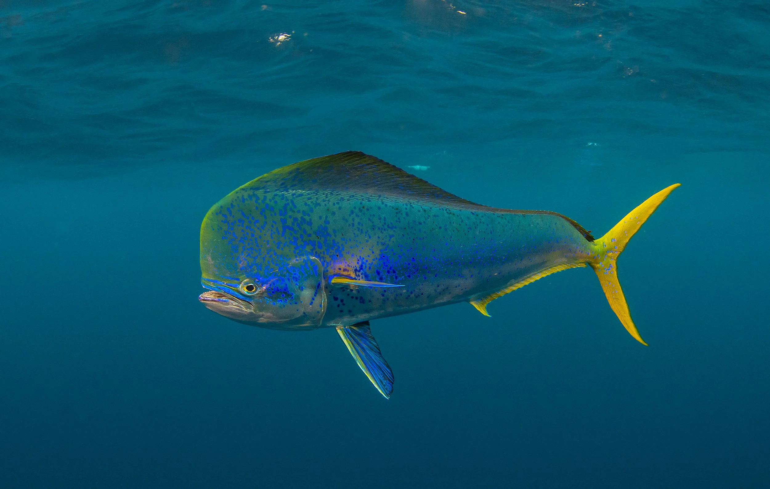 Mahi Robi Wildlife Expeditions & Photography Adventures | SDM Adventures