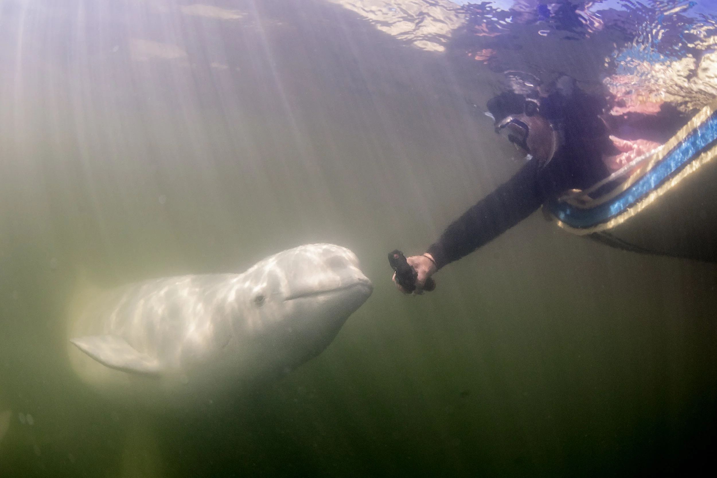 Beluga whales Diving and Polar Bears Expedition. — SDM Diving